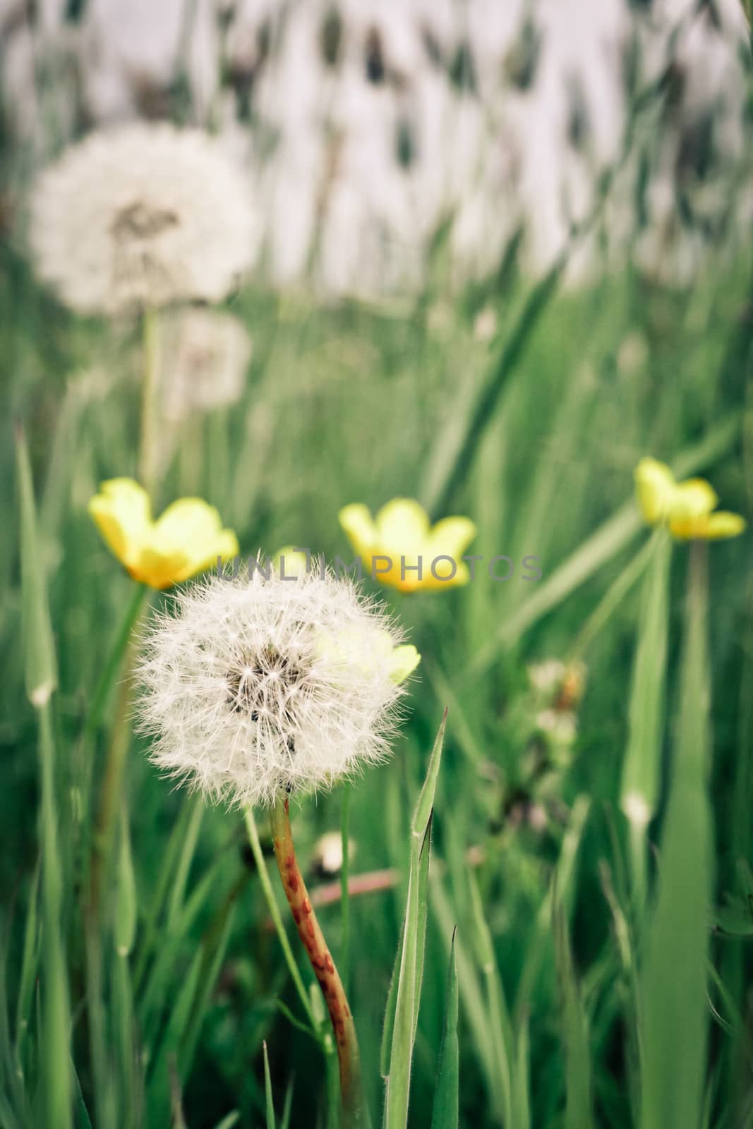 Toned close up image of summer wild flowers in a meadow