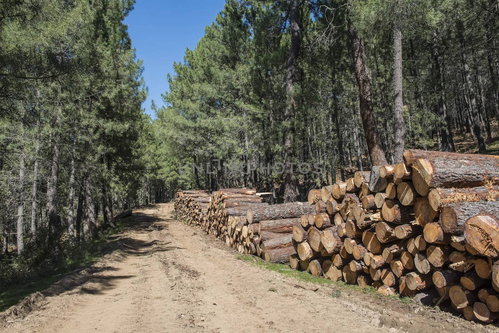 Lots of cut trees for the timber industry
