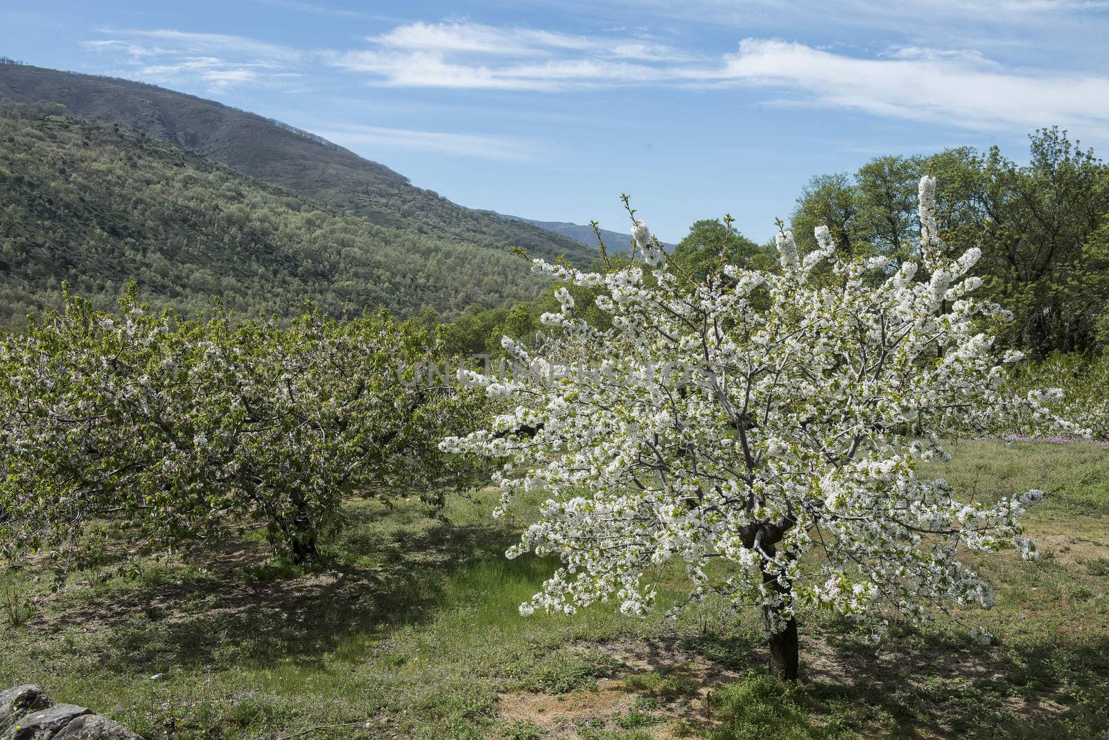 Flowering cherry trees in Jerte Valley in Spain