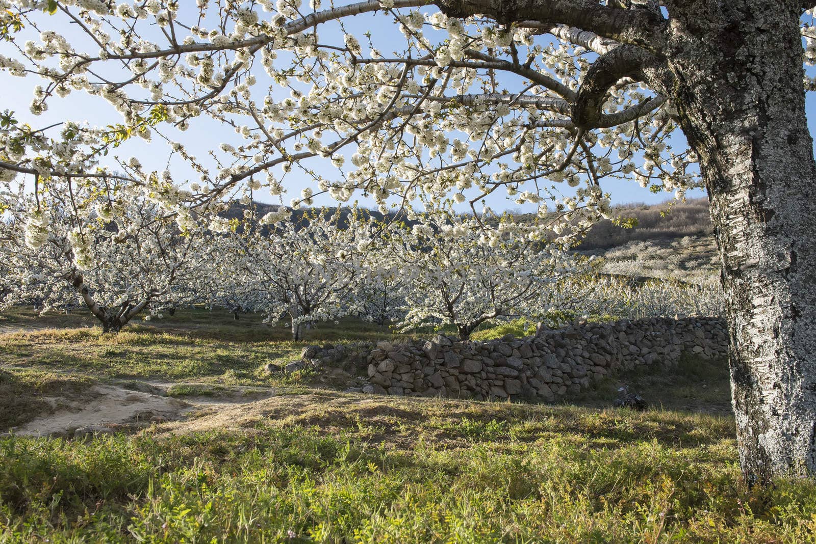 Flowering cherry trees in Jerte Valley in Spain