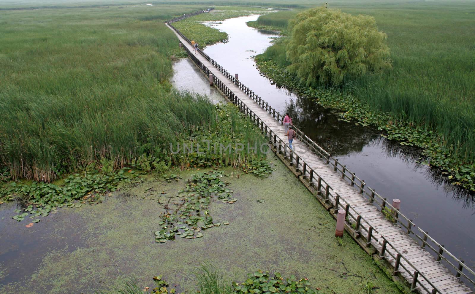 The boardwalk in the marsh at Point Pelee National Park, in Ontario, Canada. 