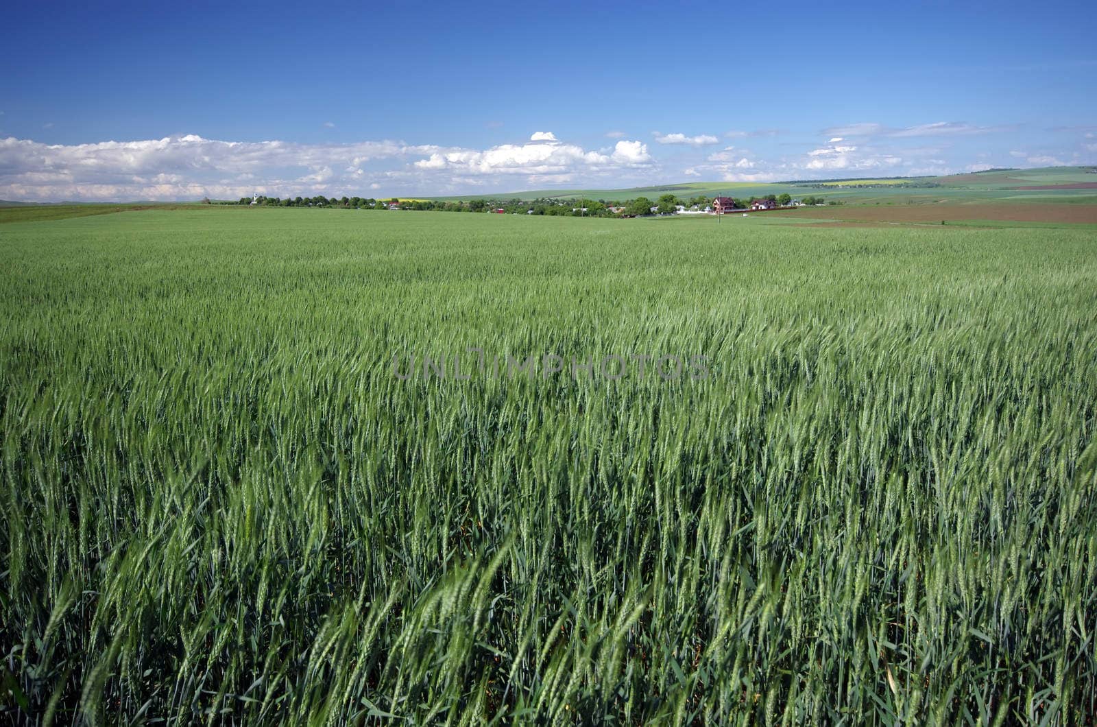 Green wheat landscape and the blue sky