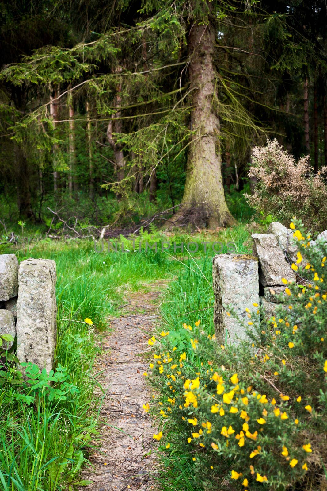 Path through a woodland with an old stone wall