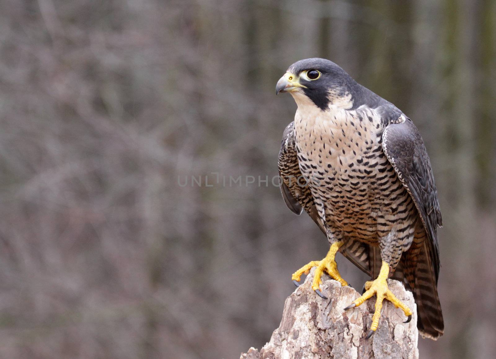 A Peregrine Falcon (Falco peregrinus) perched on a stump.  These birds are the fastest animals in the world.
