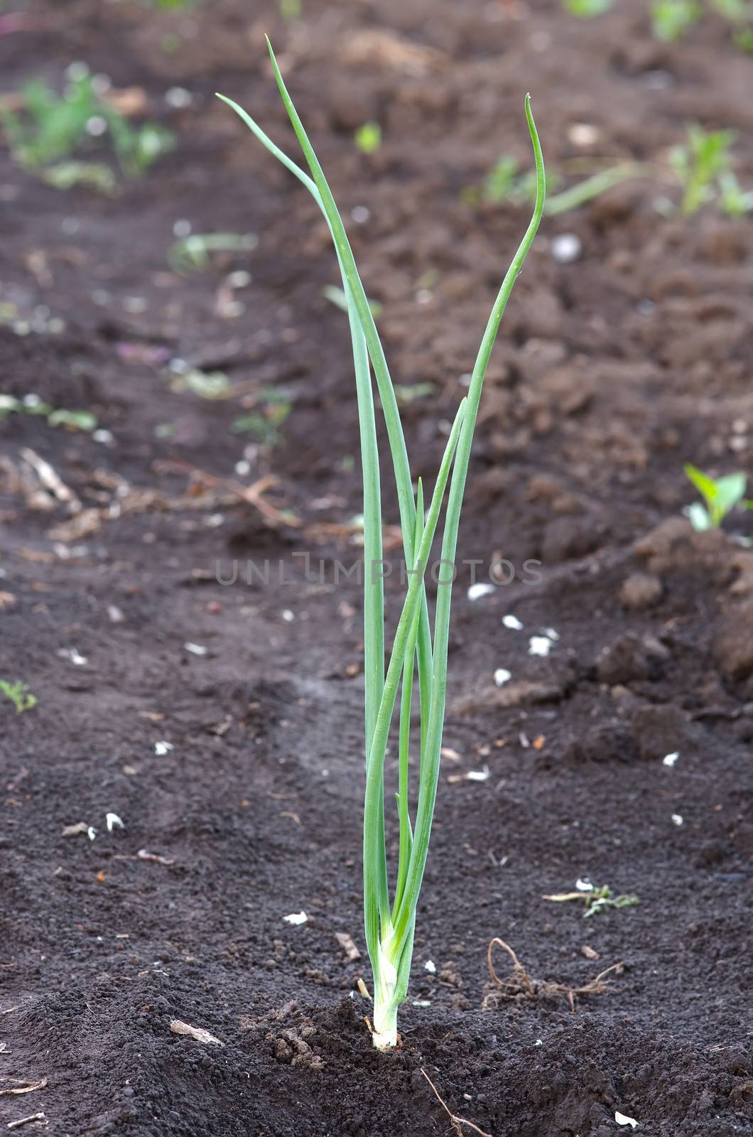 A single stalk of green onion on the ground