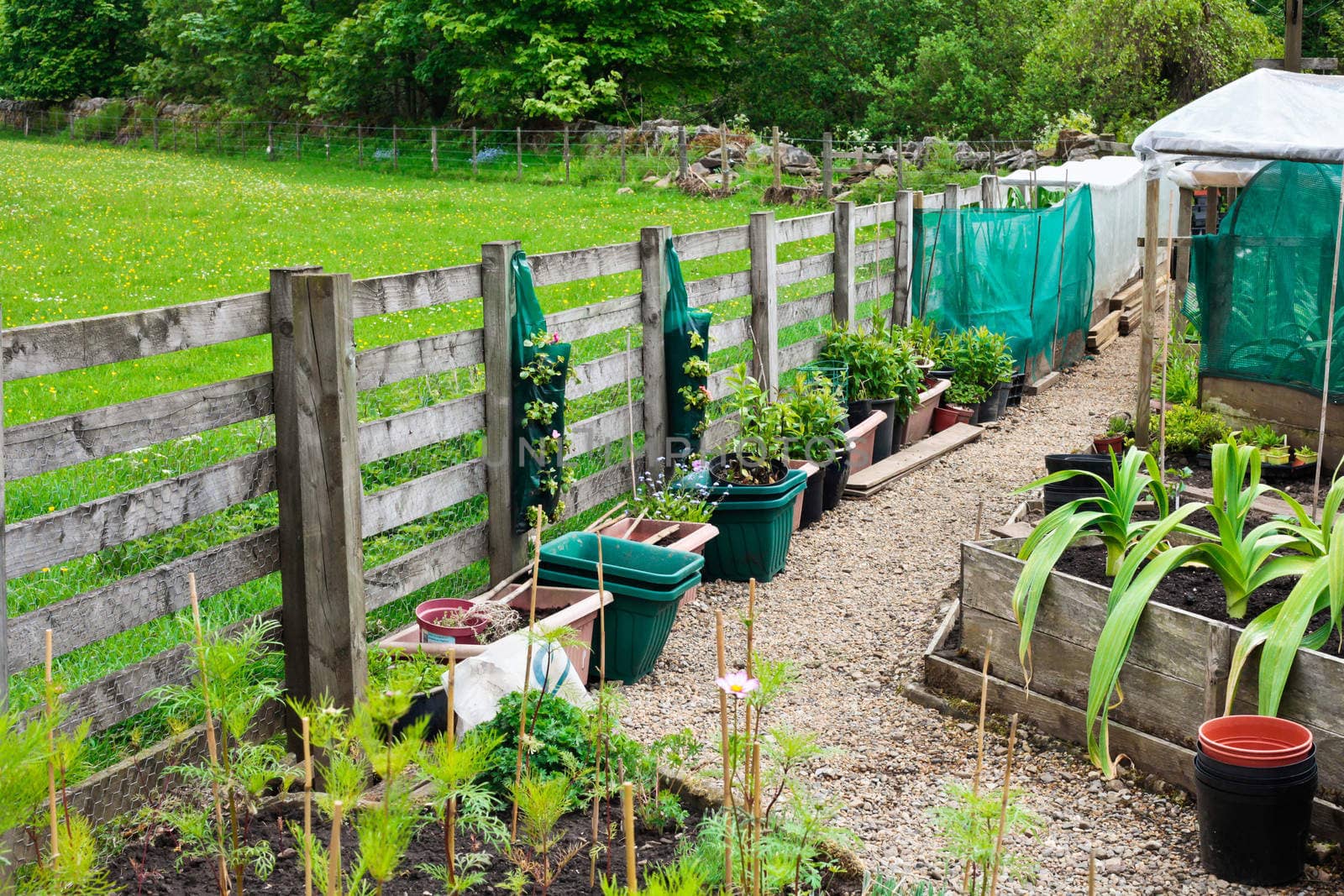 Vegetable garden in rural England in the summer