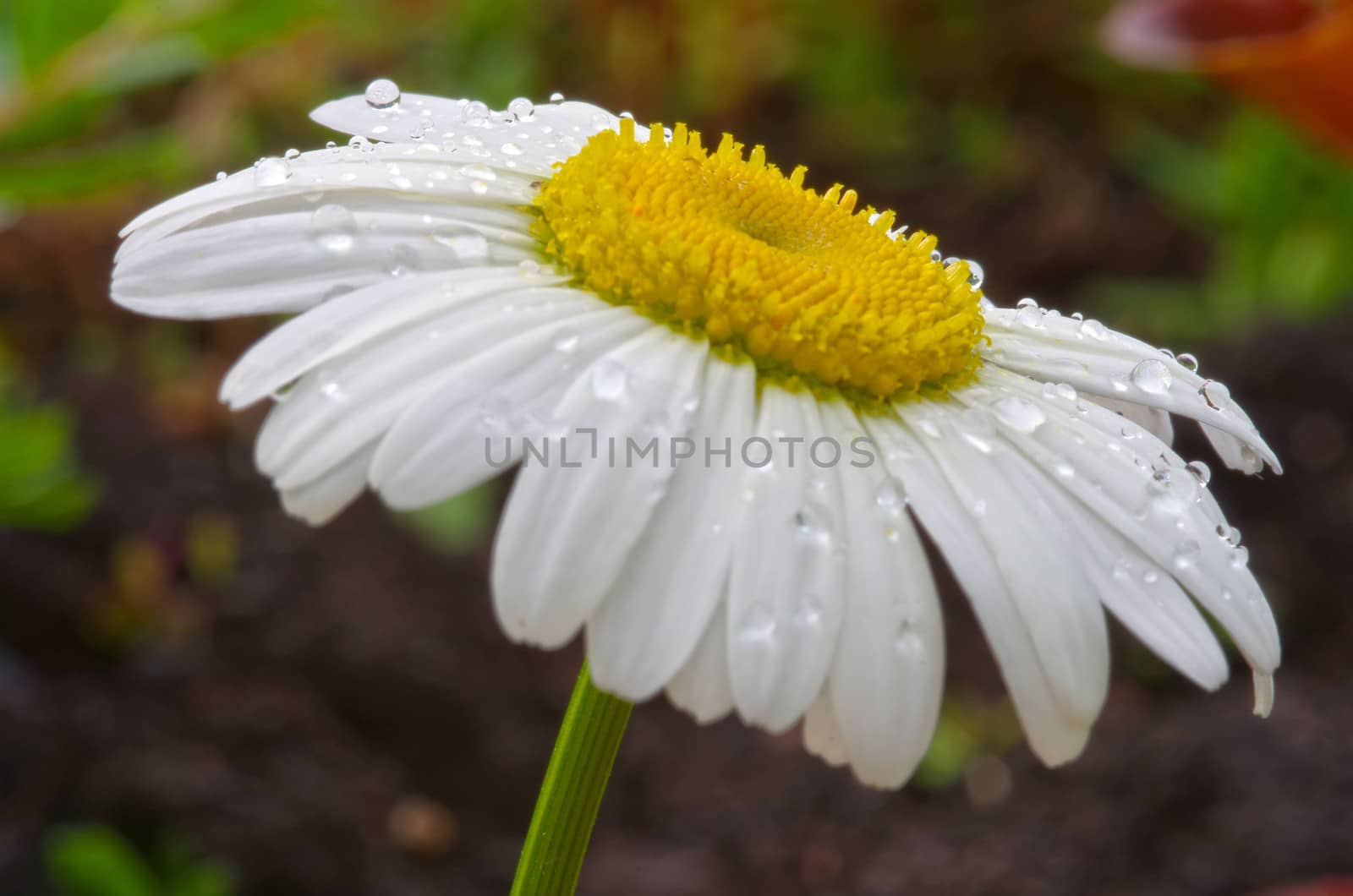 White flower afte rain, some rain drops on petals