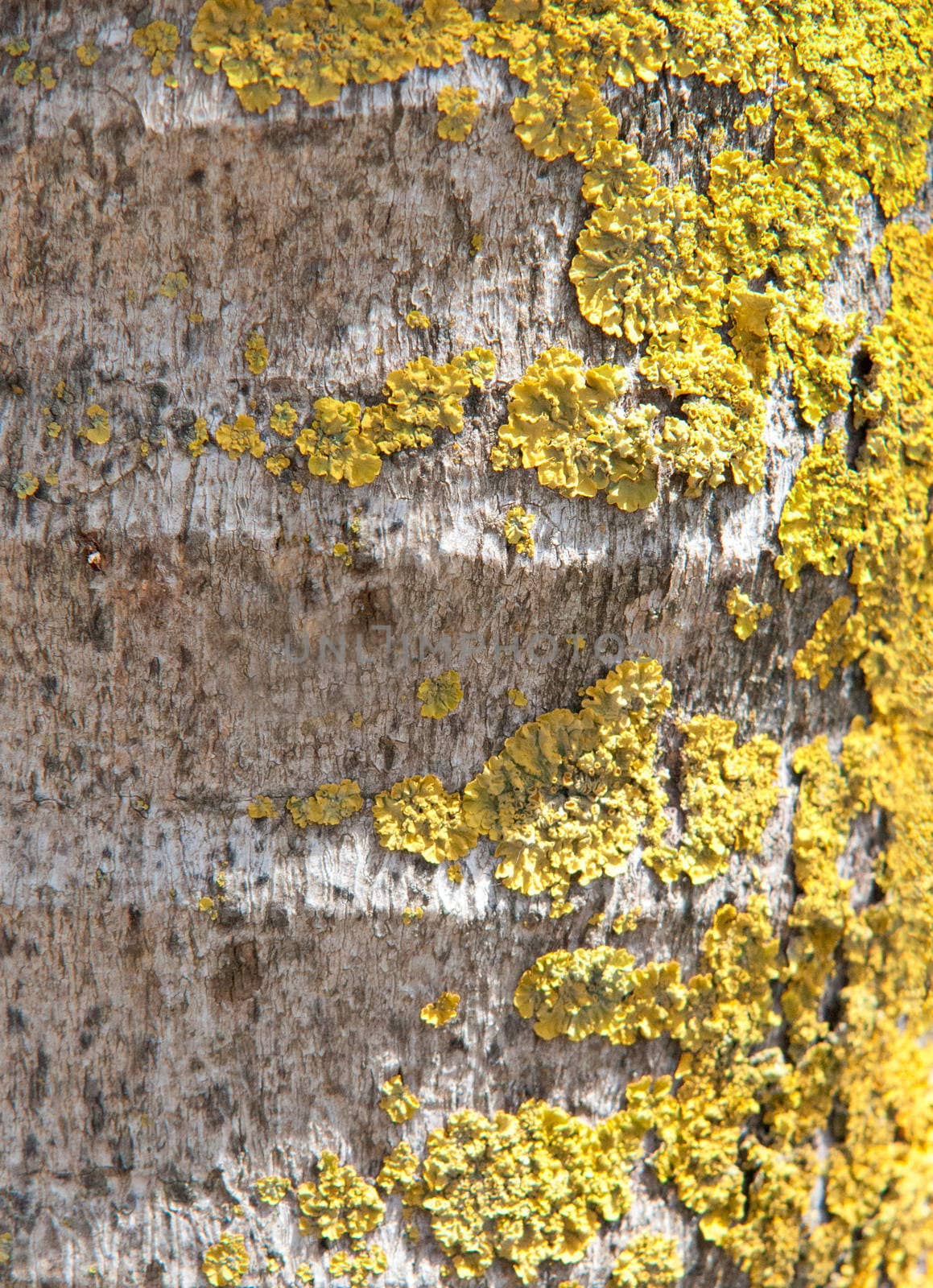 Tree bark background . by LarisaP
