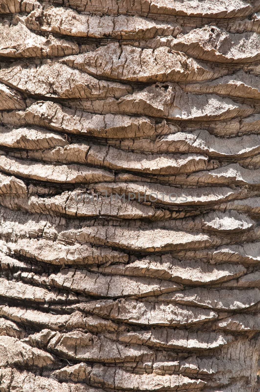 Tree bark background . by LarisaP