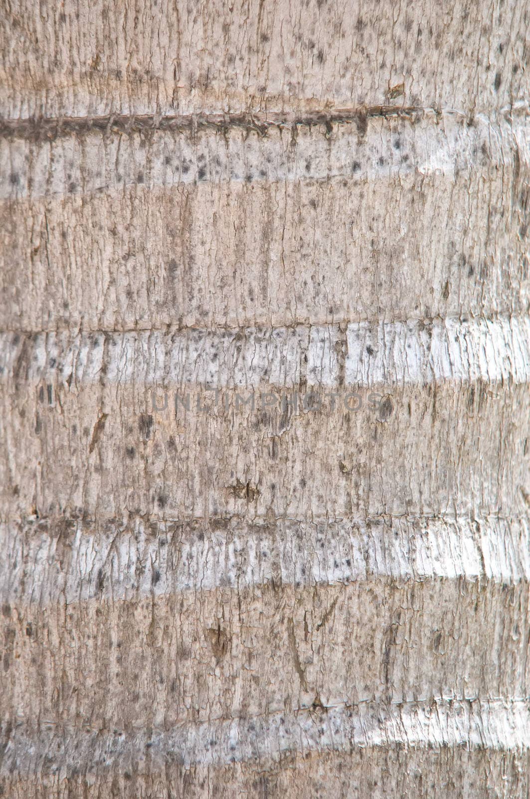 Abstract background natural tree bark .