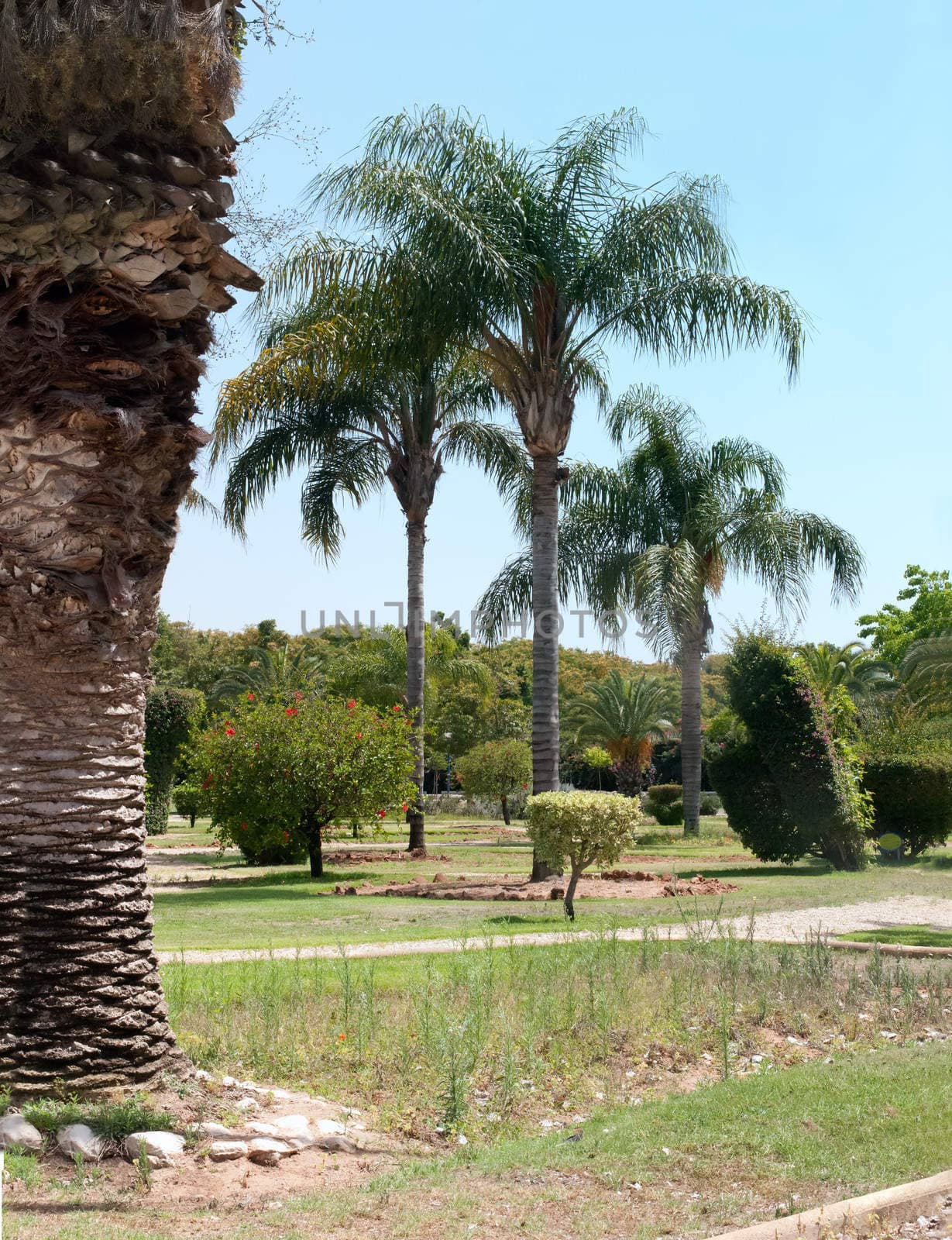 Image of a palm tree park . by LarisaP