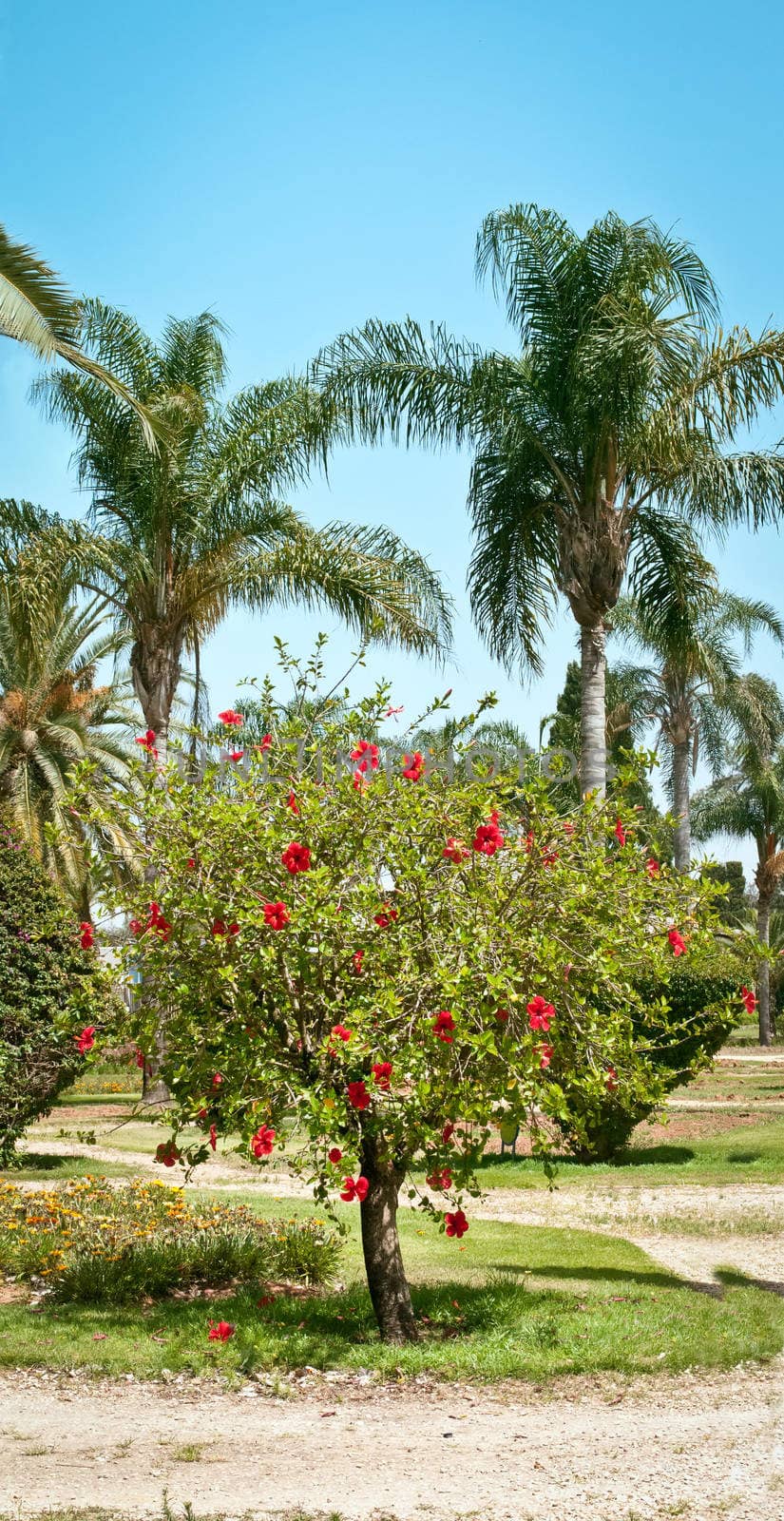 Image of a palm tree park . by LarisaP