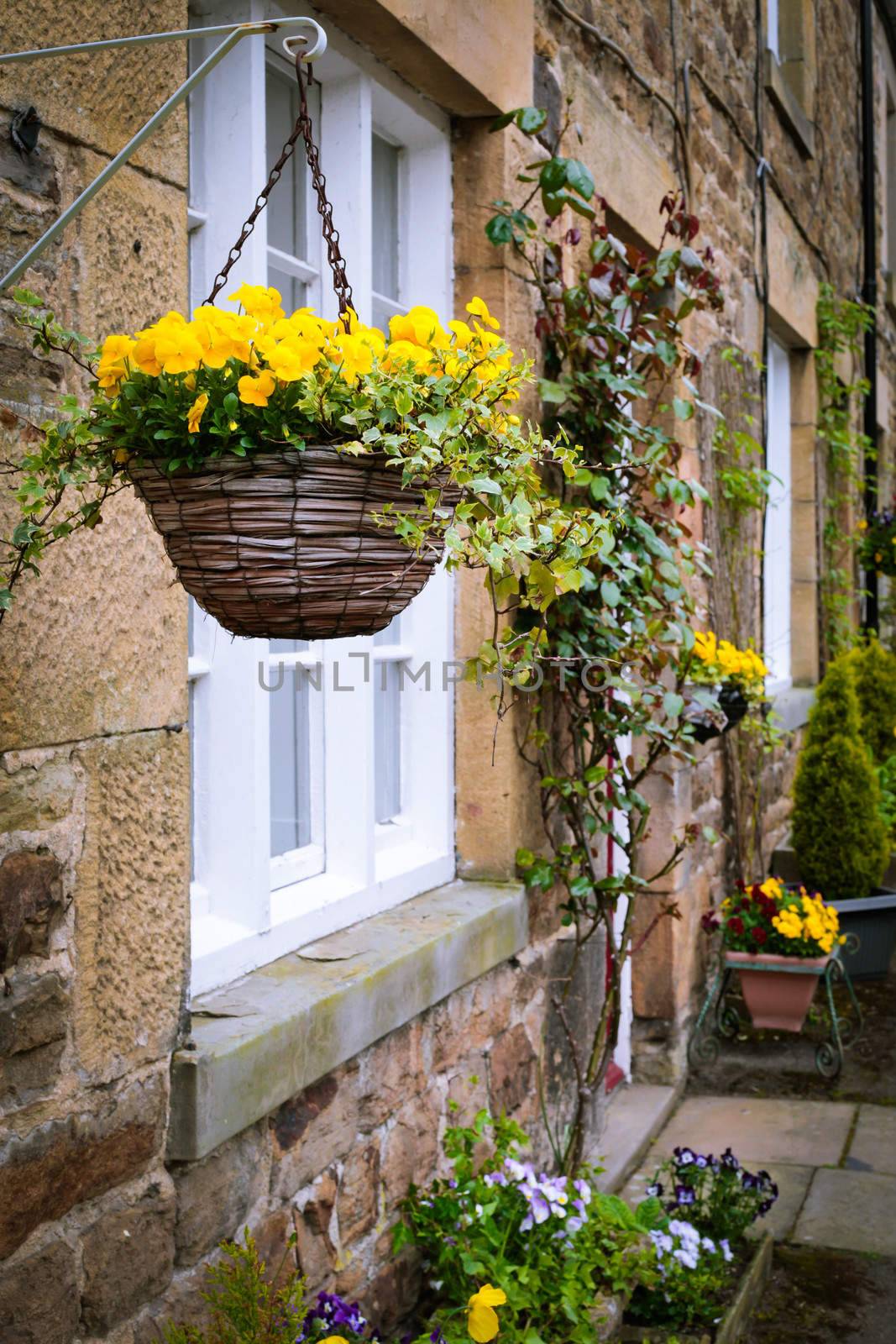 Yellow flowers in hanging baskets outside an english stone cottage