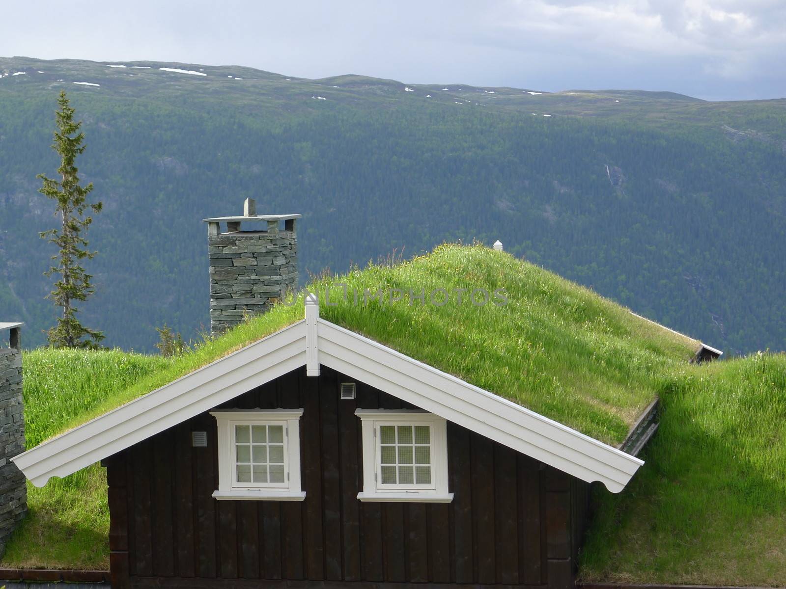 Brown cabin in Norway with grass on the roof