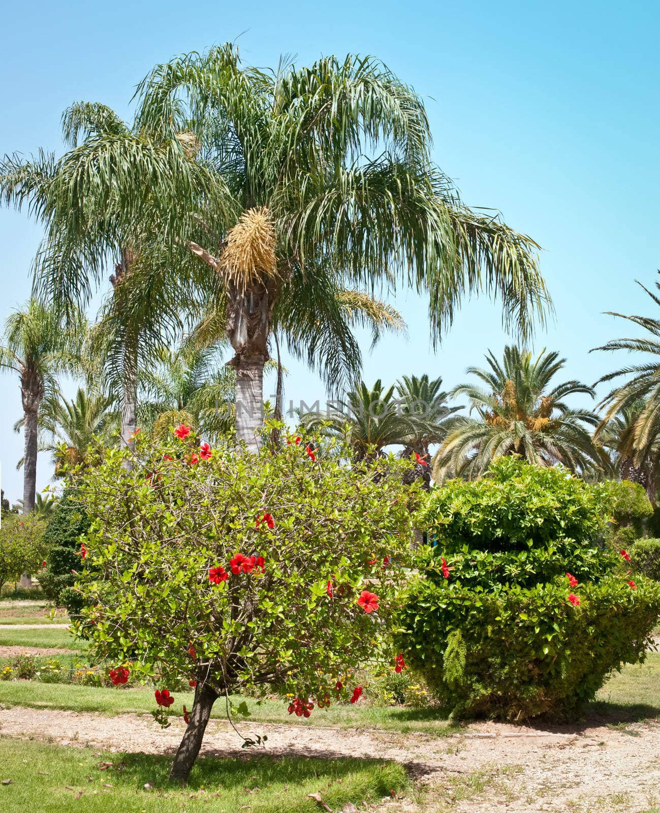 Image of a palm tree park . by LarisaP