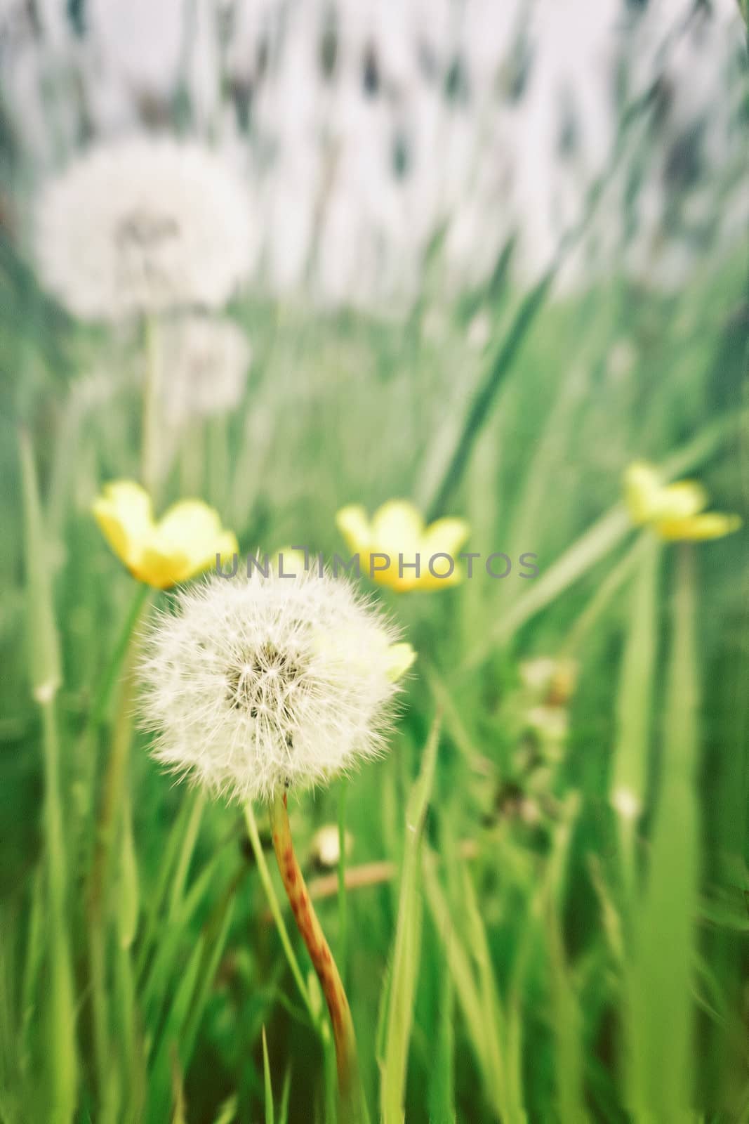 Toned textured close up image of summer wild flowers in a meadow