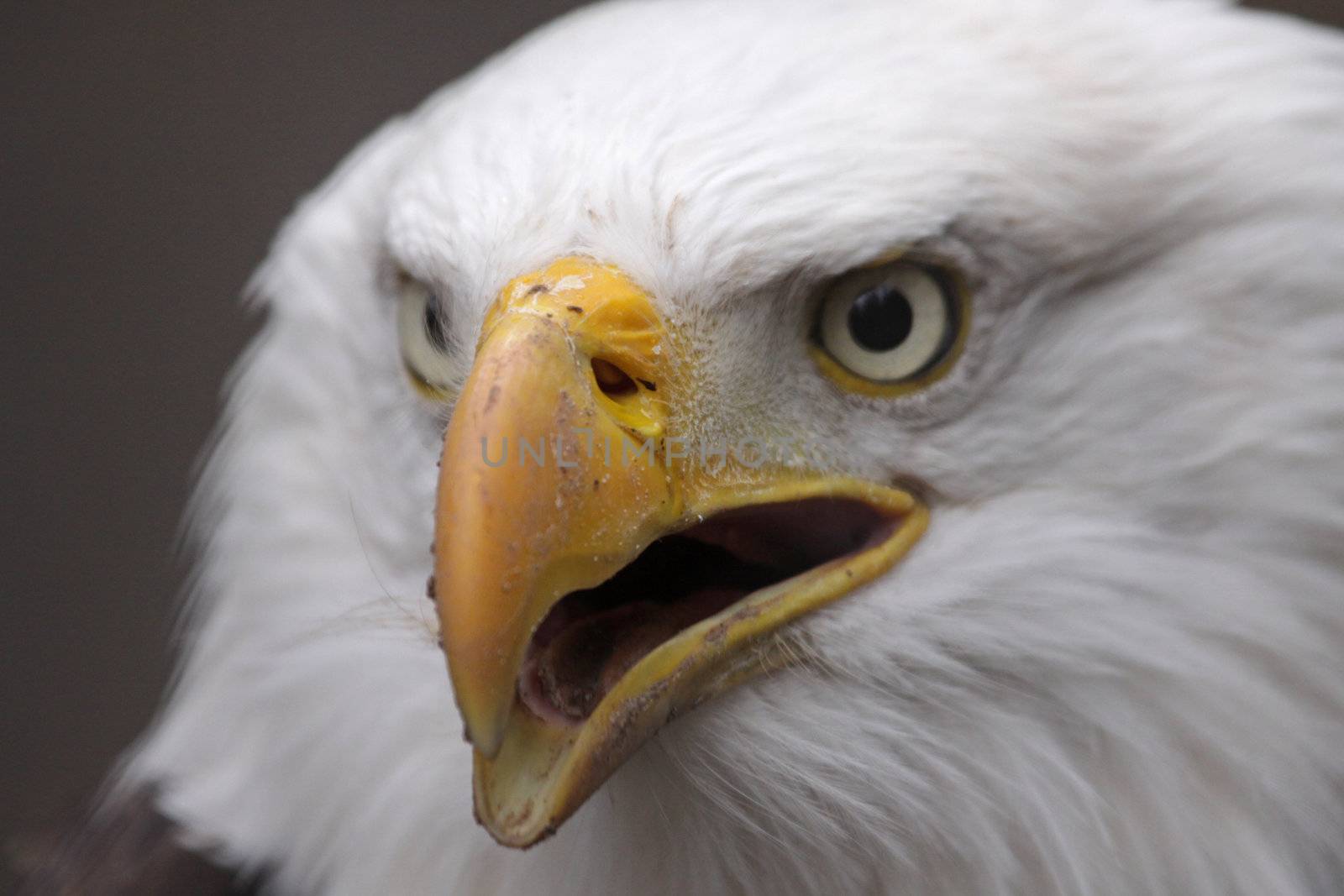 A Bald Eagle (Haliaeetus leucocephalus) squawking.  The bird is the national bird of the United States of America.
