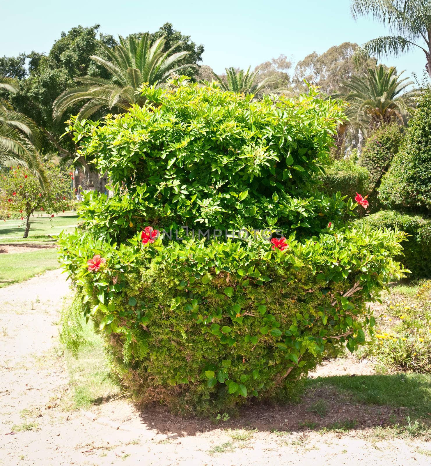 Blend of natural Garden arrangement.