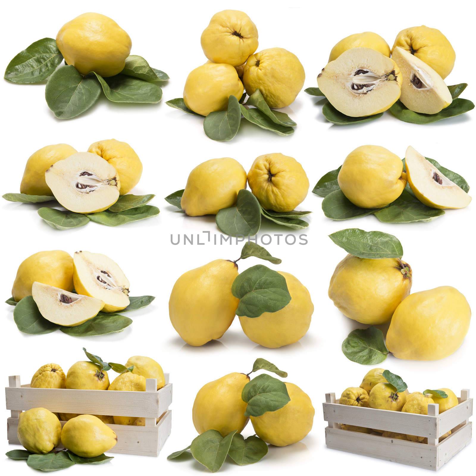 Set of photographs of quinces by angelsimon