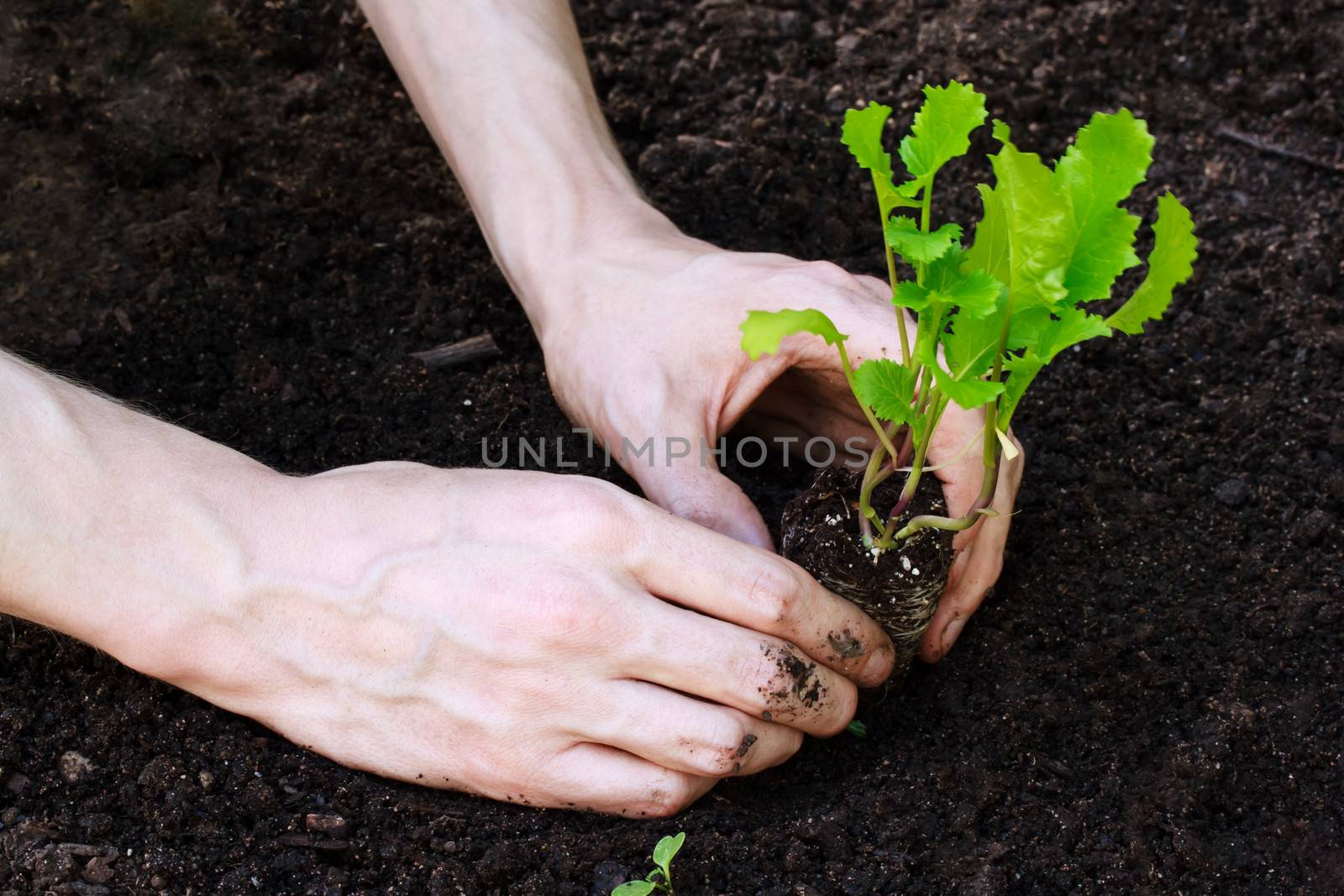 Person planting young lettuce plant in the garden