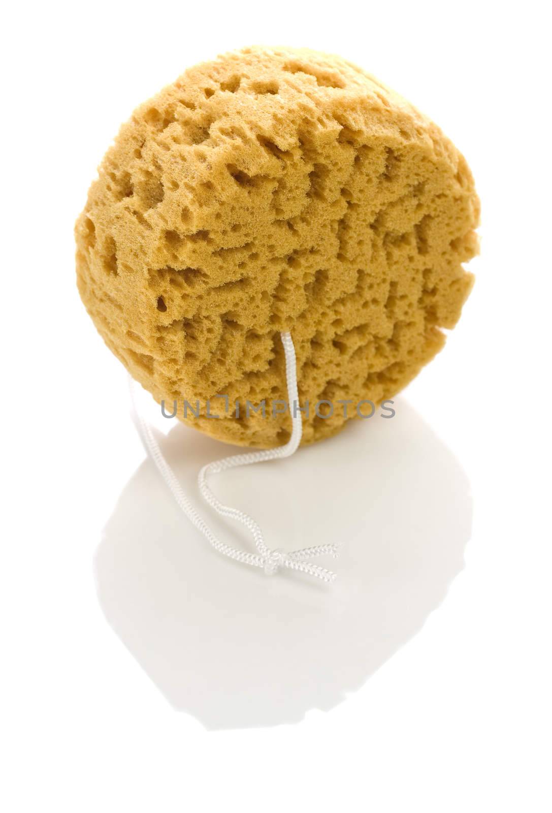 round sponge