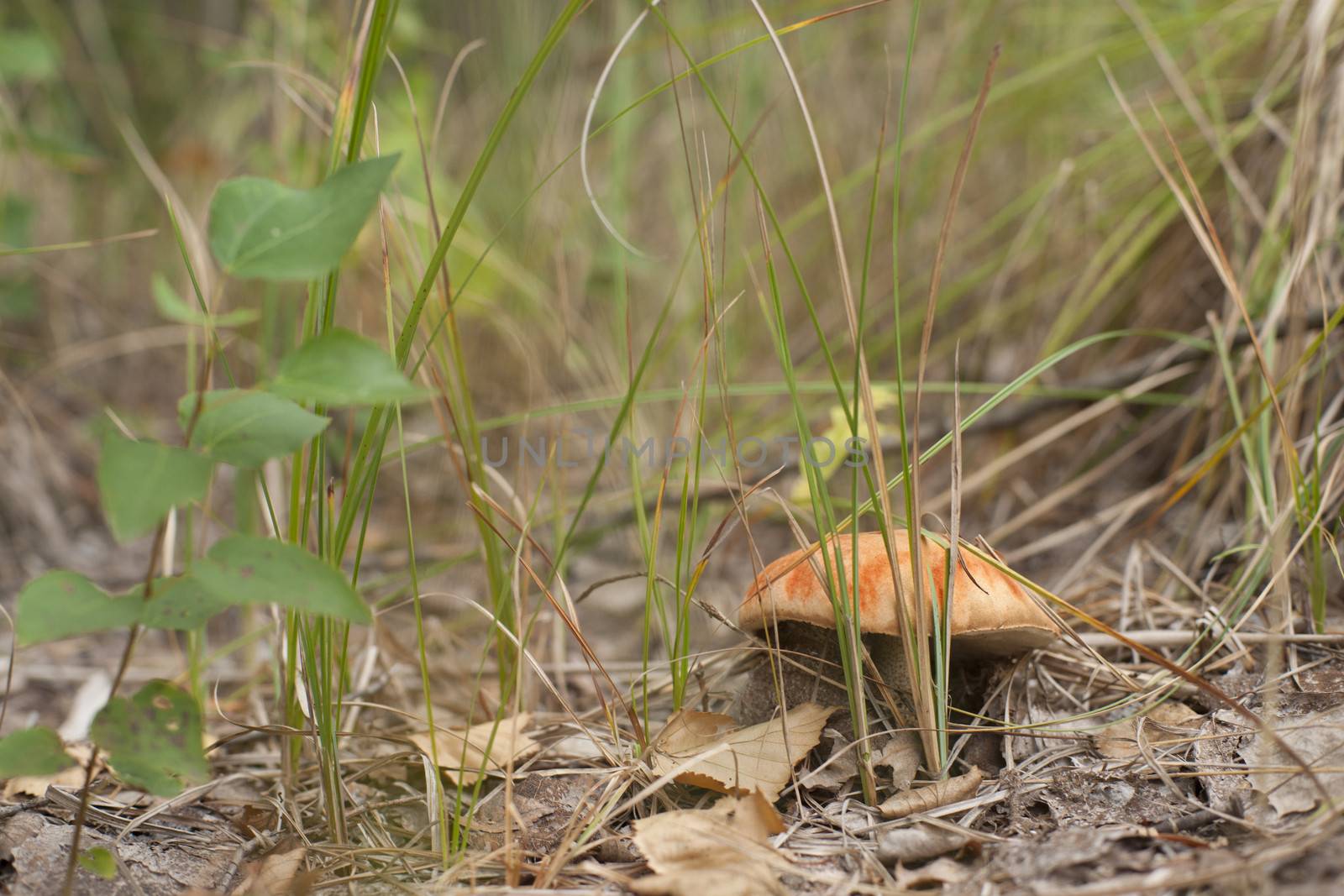 Forest mushrooms in the grass