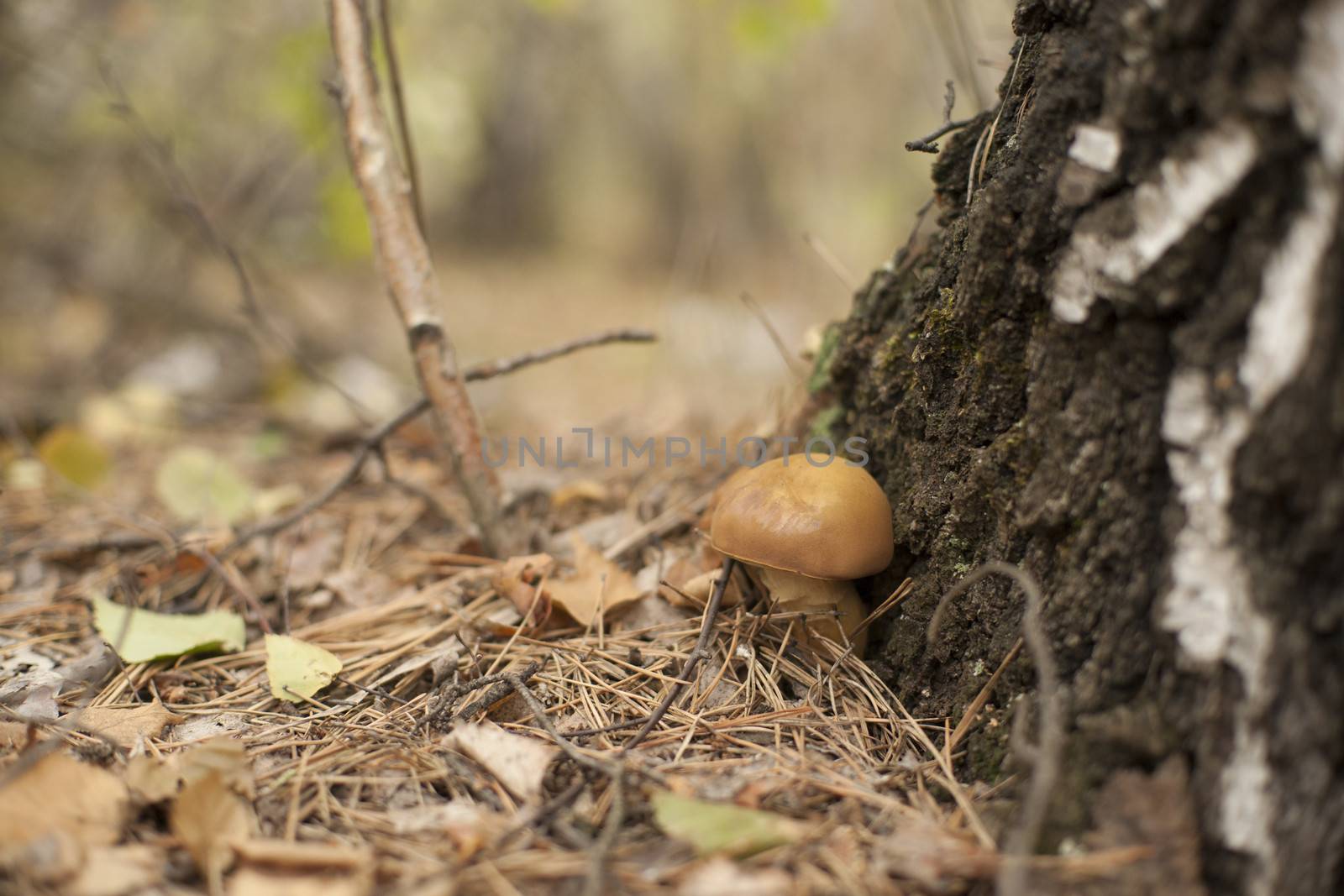 Forest mushrooms in the grass