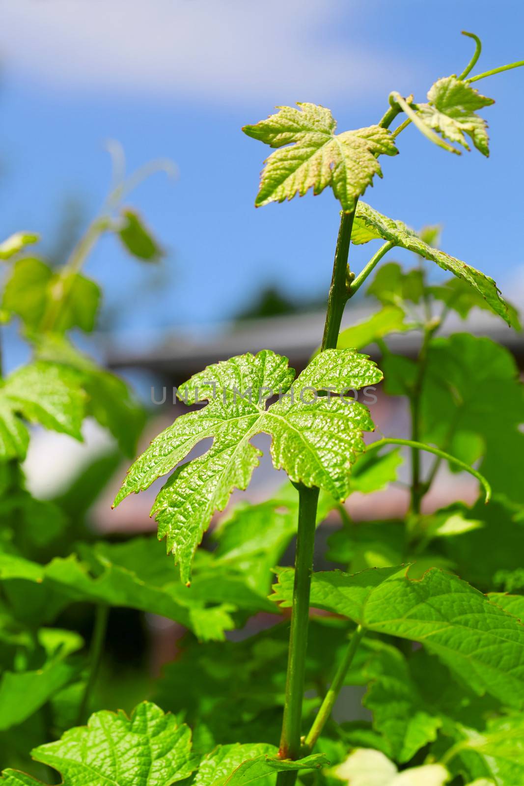 green vine leaf by motorolka