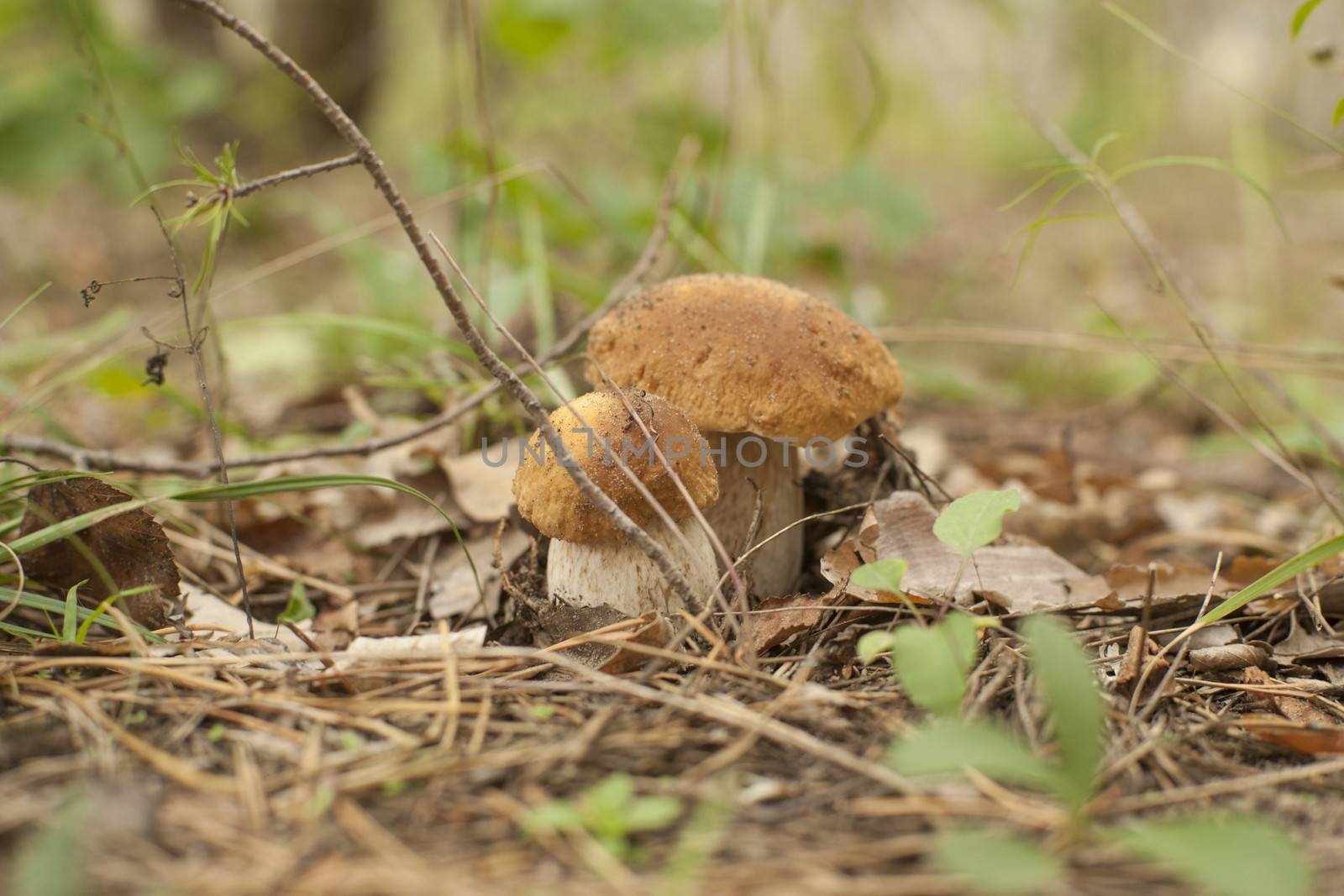 Forest mushrooms in the grass