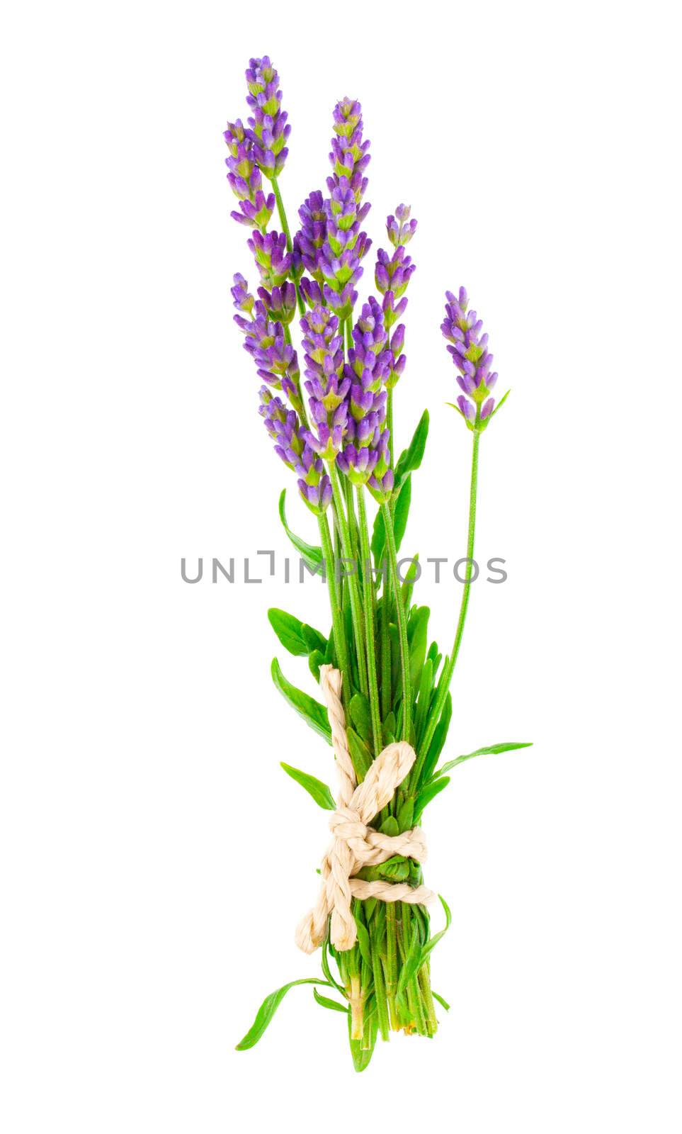 a bunch of lavender flowers on a white background by motorolka