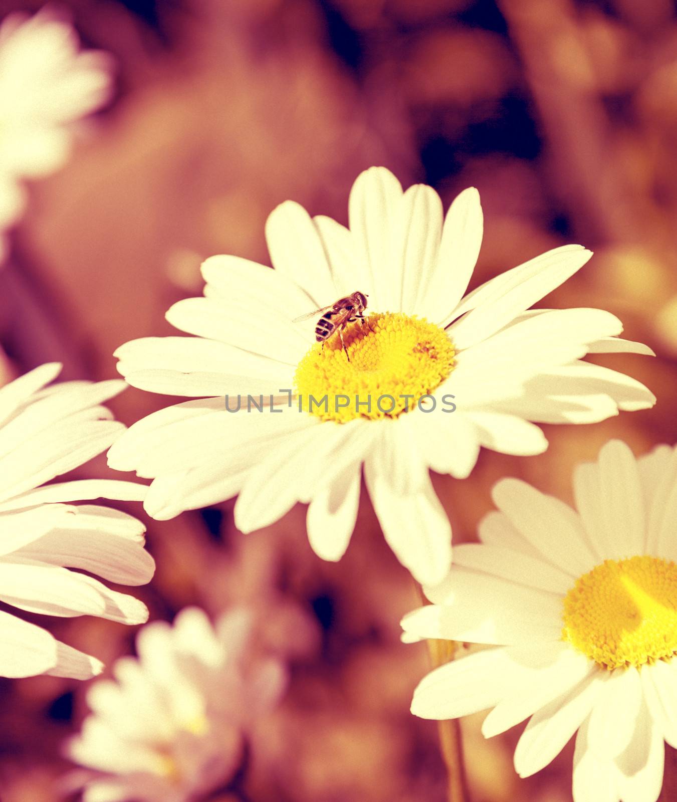 A bee wanders among the daisies, aged look version.
