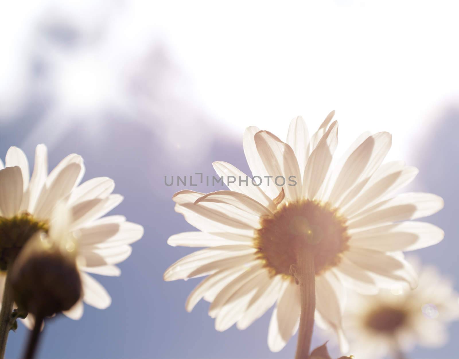 Beautiful daisies facing the sun.