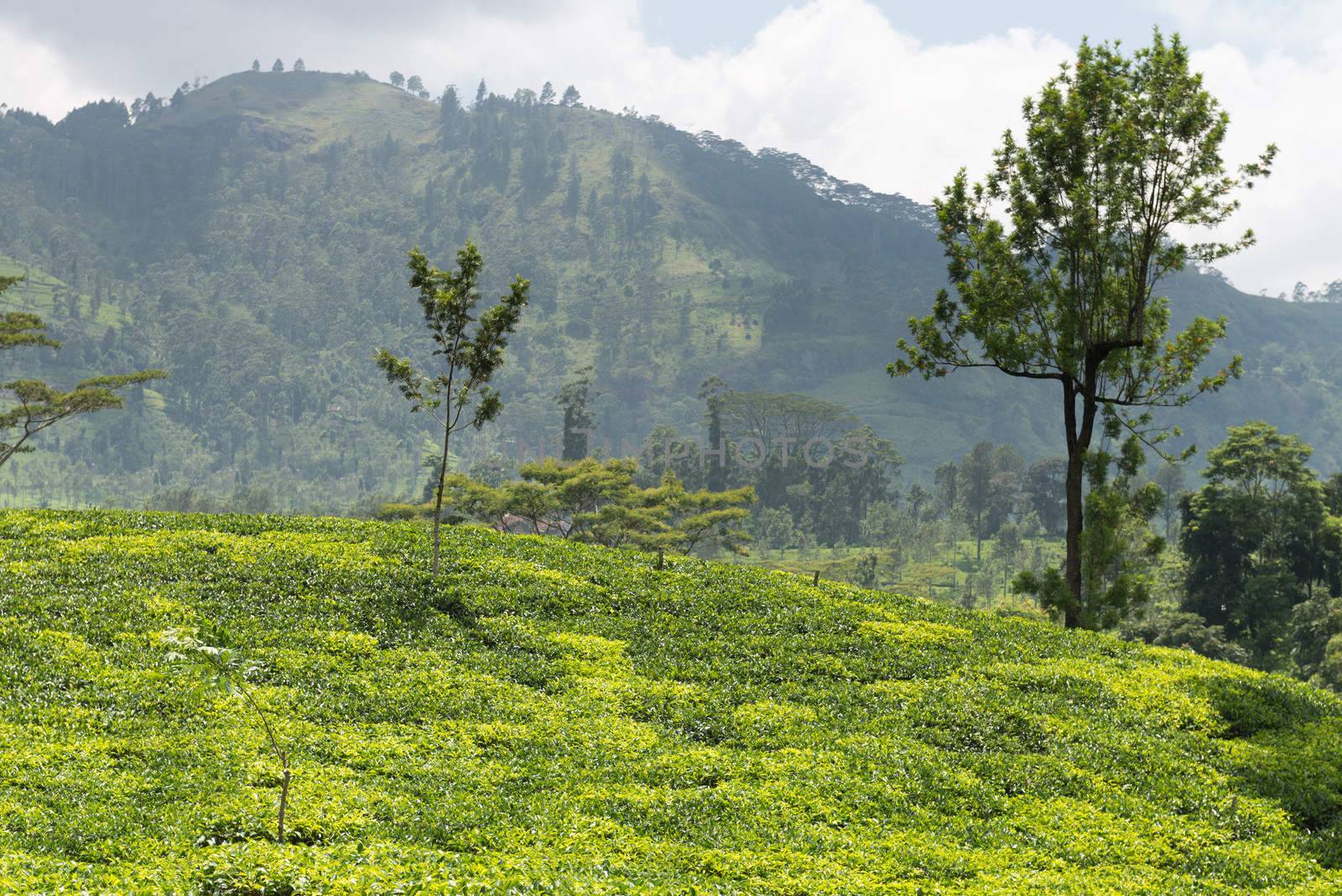 Fresh green tea plantation field at mountains of Nuwara Eliya, Sri Lanka, Ceylon