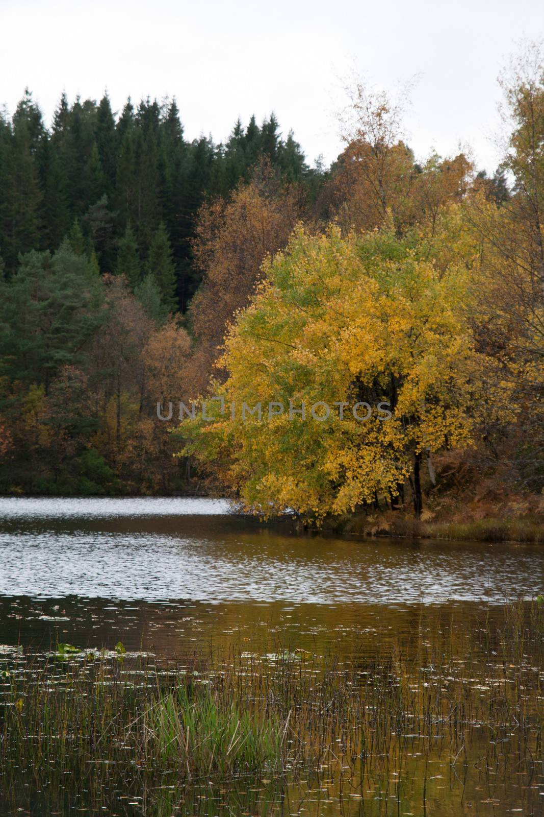 The pictures are from the western part of Norway, where the narrow fjords and mountain scenery make wild overwhelming.