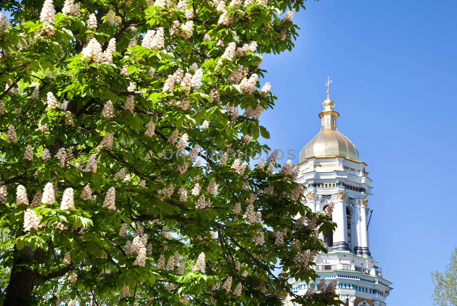 Kiev Pechersk Lavra monastery and chesnut tree in blossom