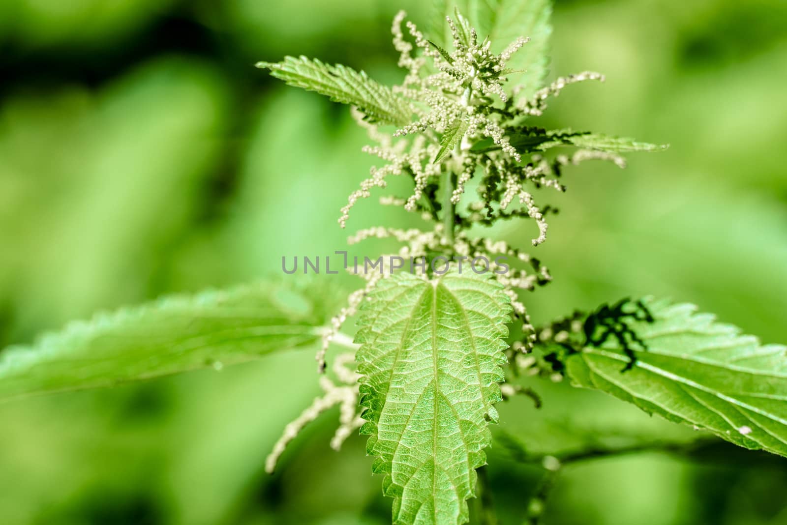 stinging nettle - closeup with shallow depth of field against green background