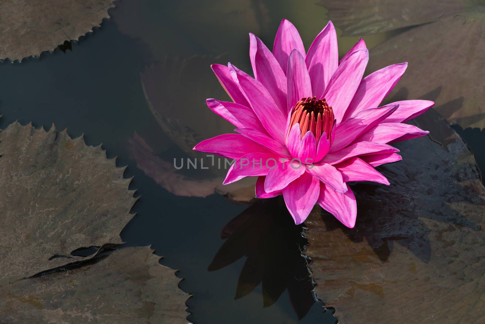 Fuchsia-colored star lotus flower by iryna_rasko