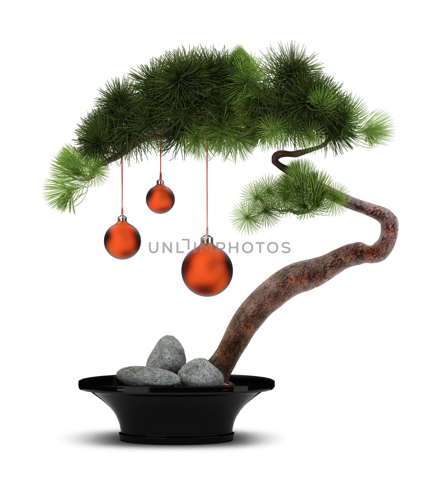 The Chinese new year. A decorative pine with red spheres. Bonsai.