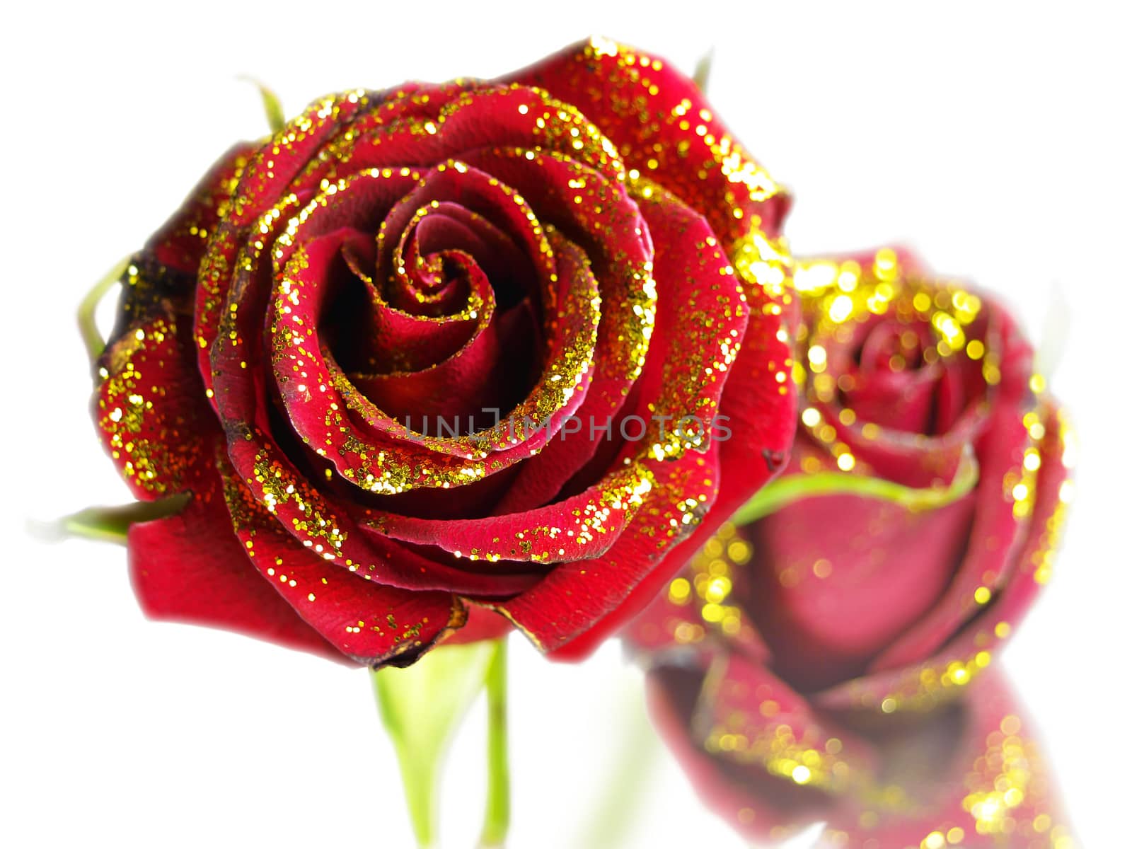 Two roses on the isolated white background