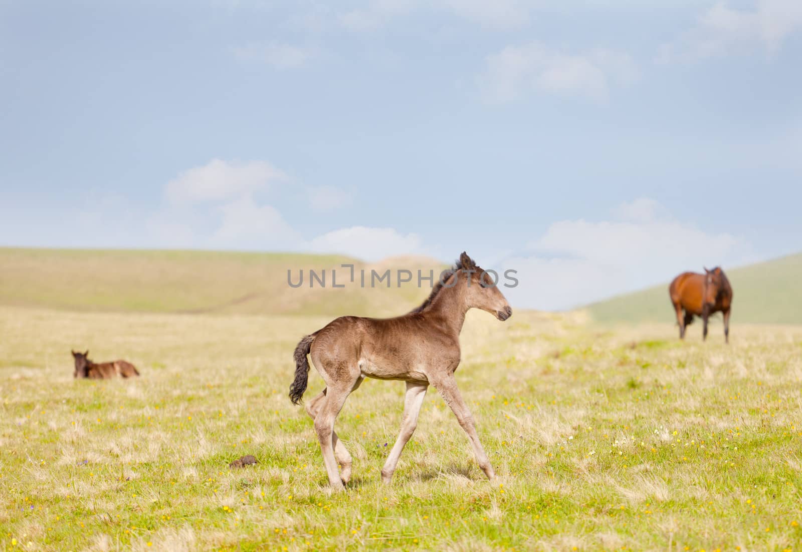 small foal is grazed on a mountain pasture