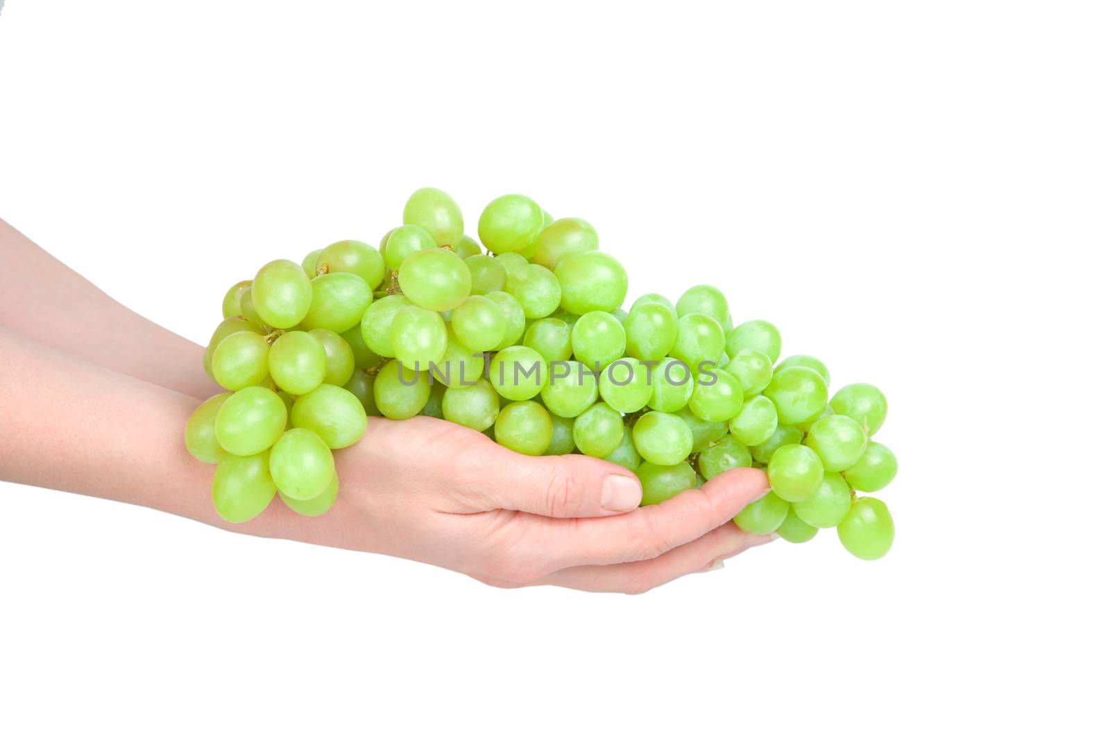 Cluster of grapes on hands