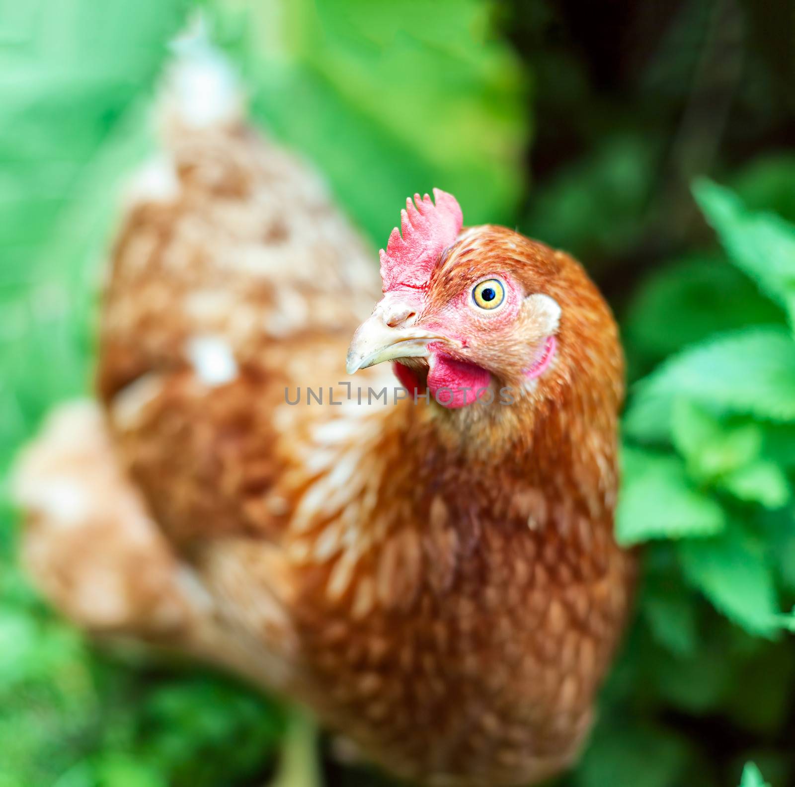 Brown hen closeup