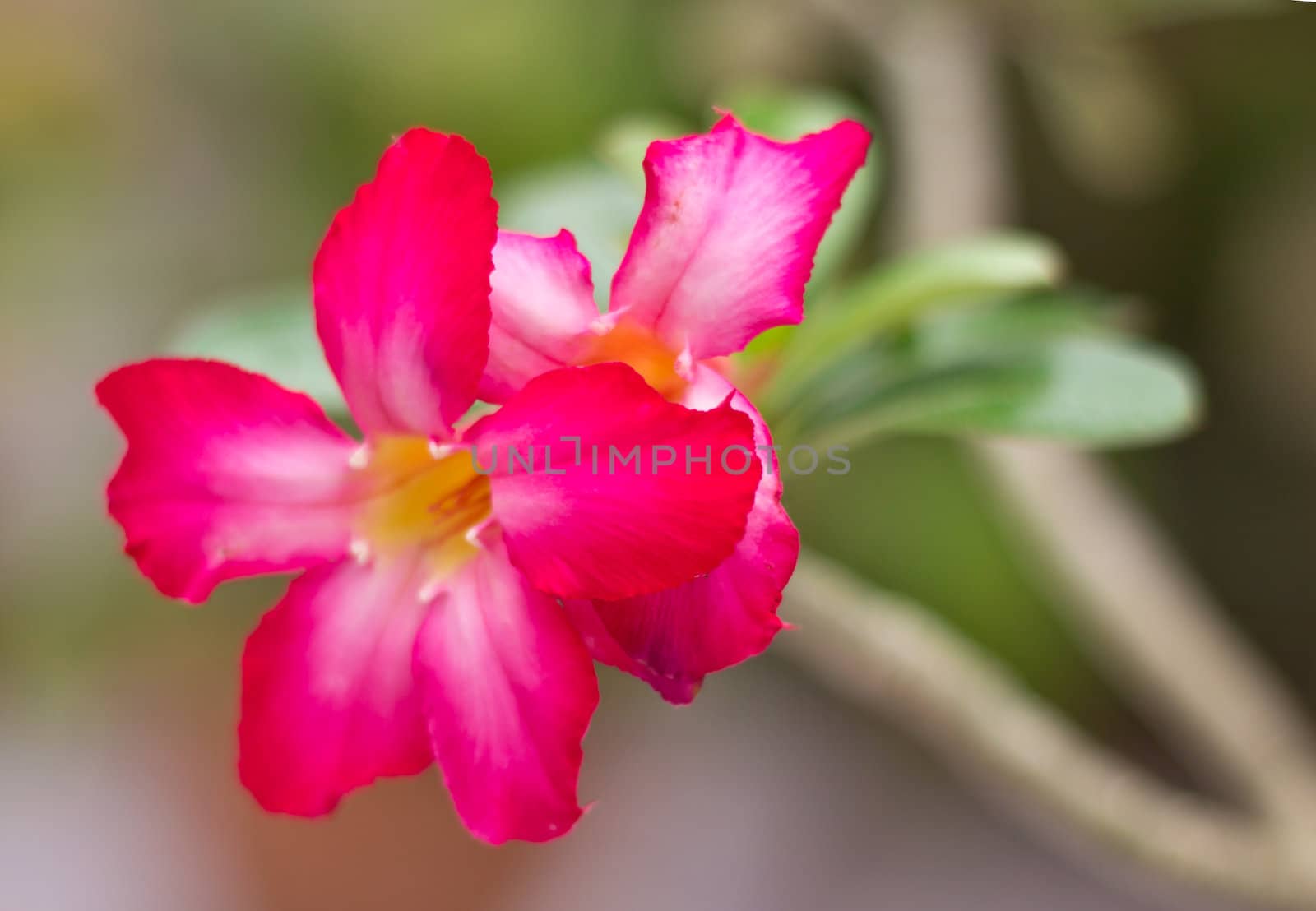 Beautiful floral background. Tropical flower Pink Adenium. Desert Rose, Impala Lily, Mock Azalea