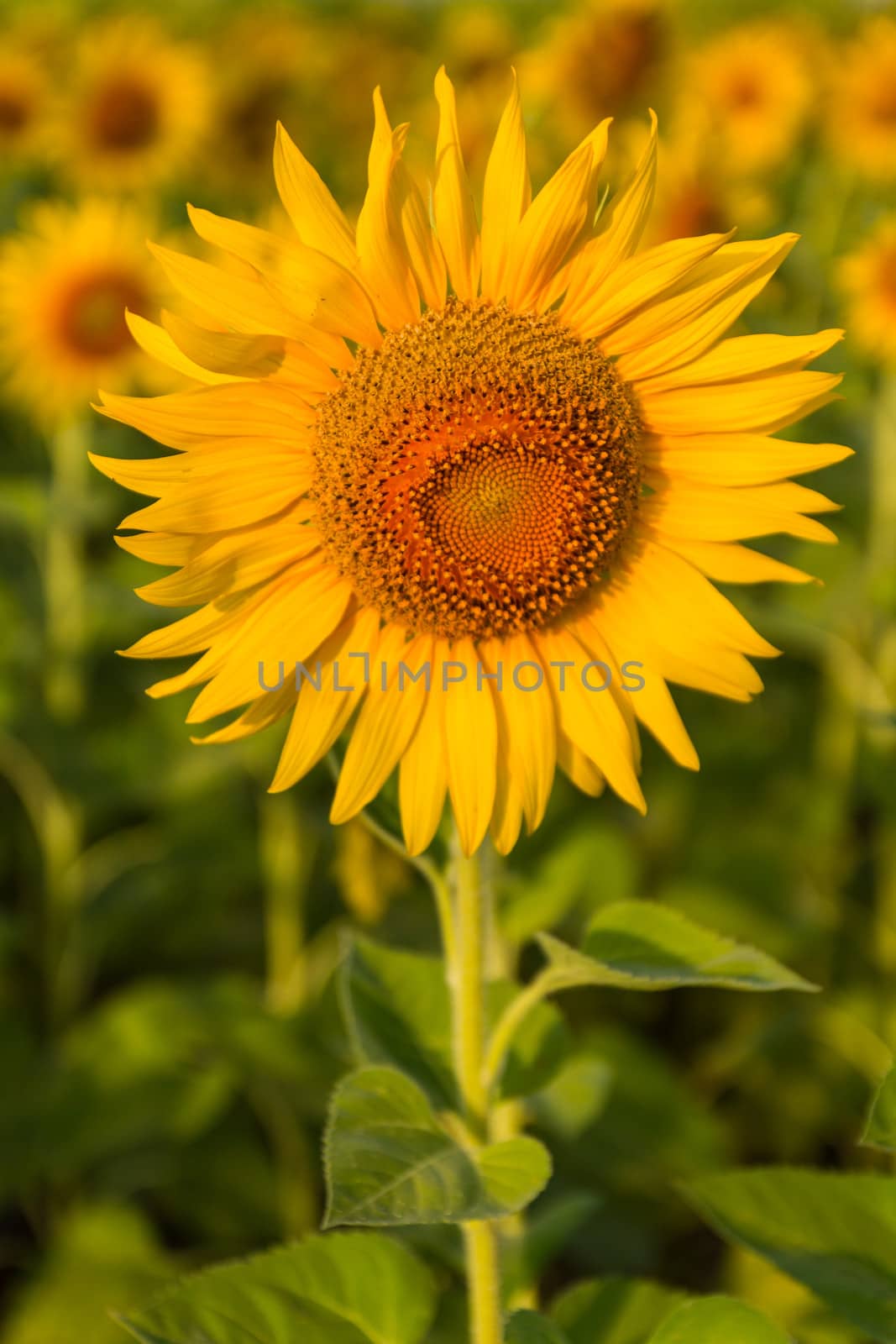 Beautiful sunflower by lavoview