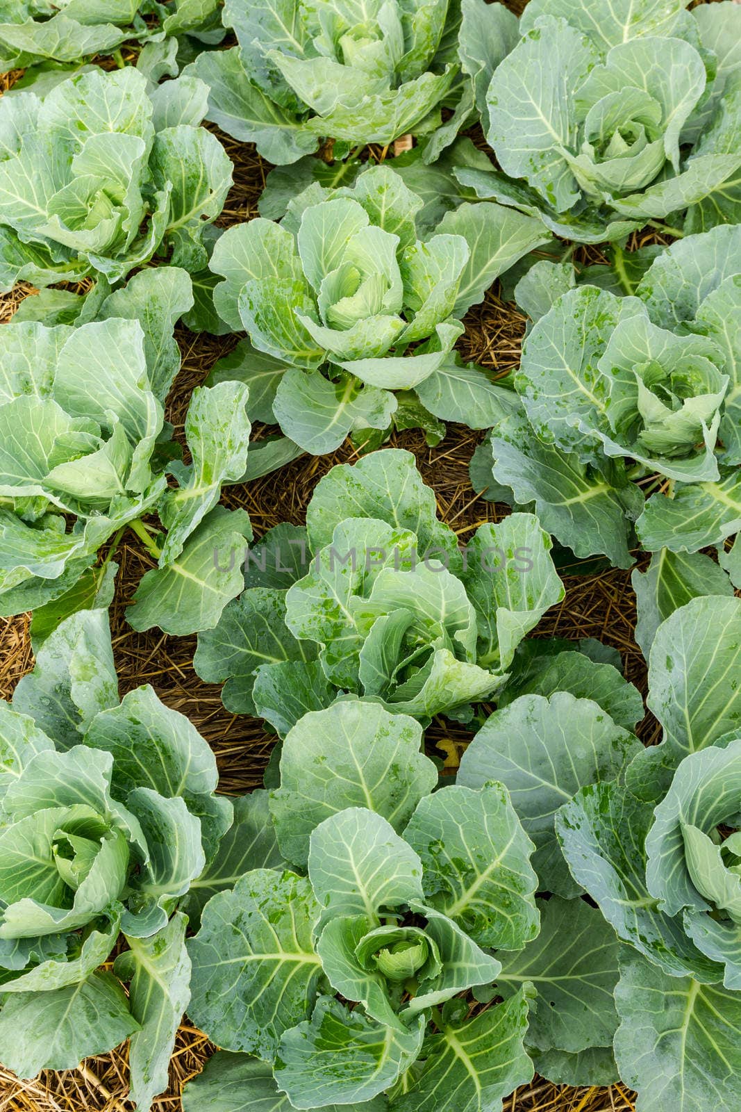 Closeup cabbage seedlings grown in a field