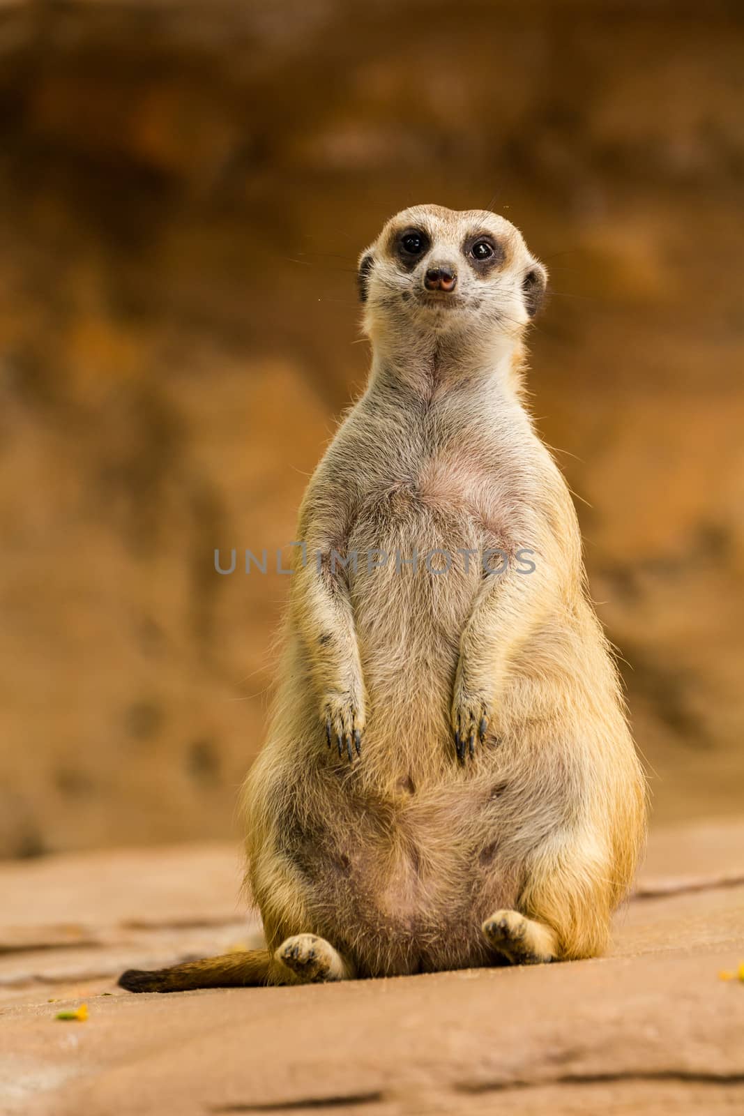 Meerkat looking around and checking out it's surroundings