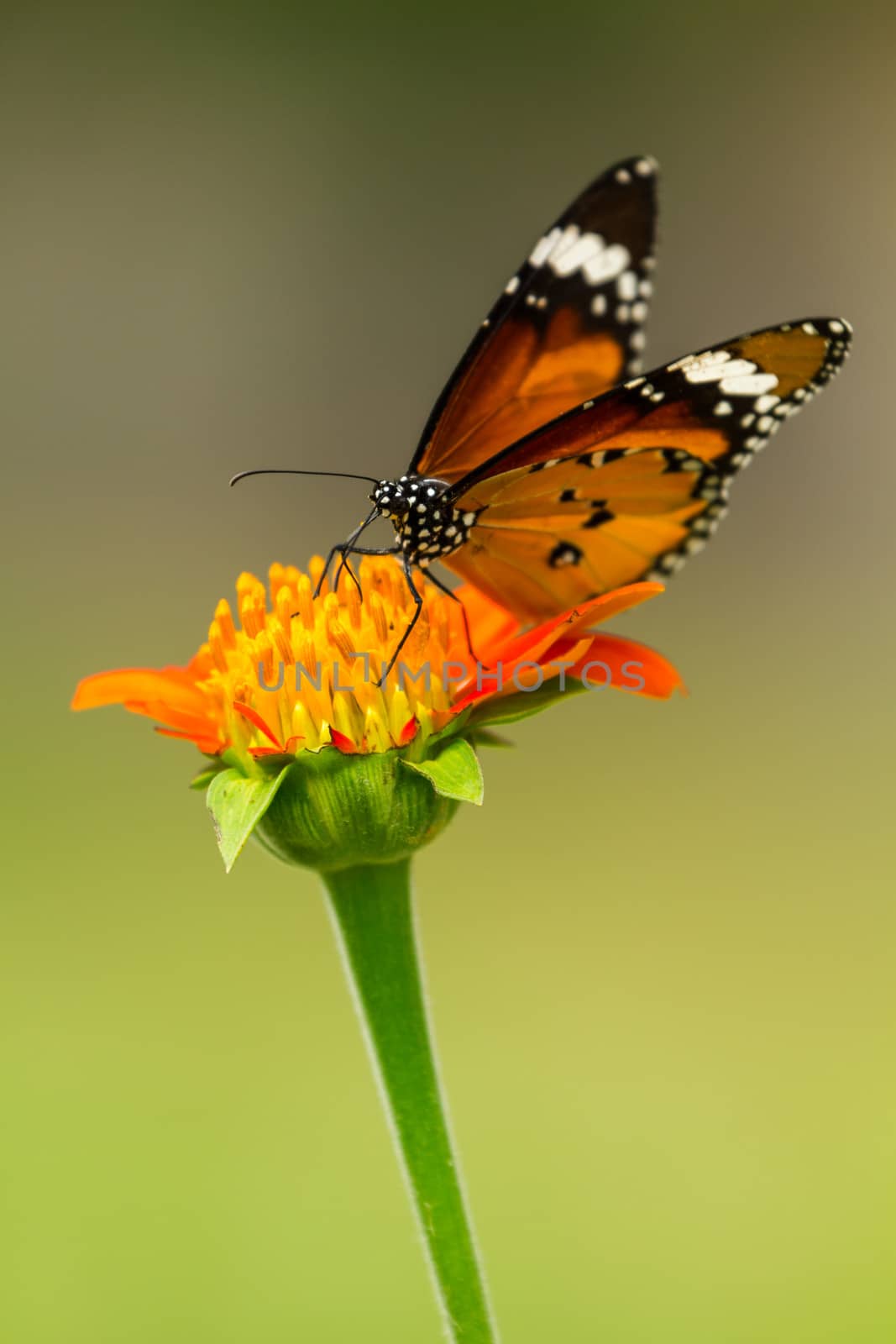 Closeup Monarch Butterfly feeding on orange flower