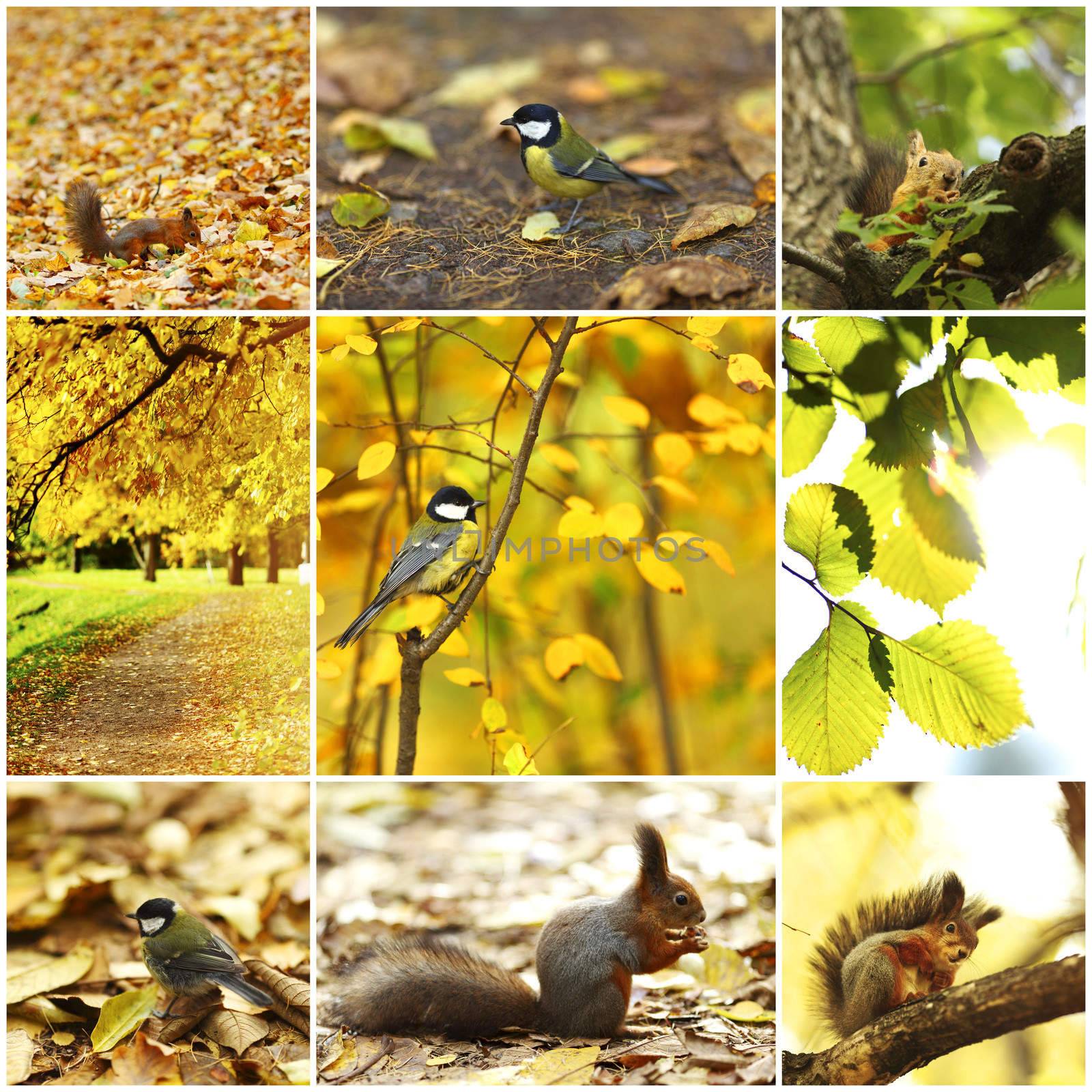 collage of autumn backgrounds