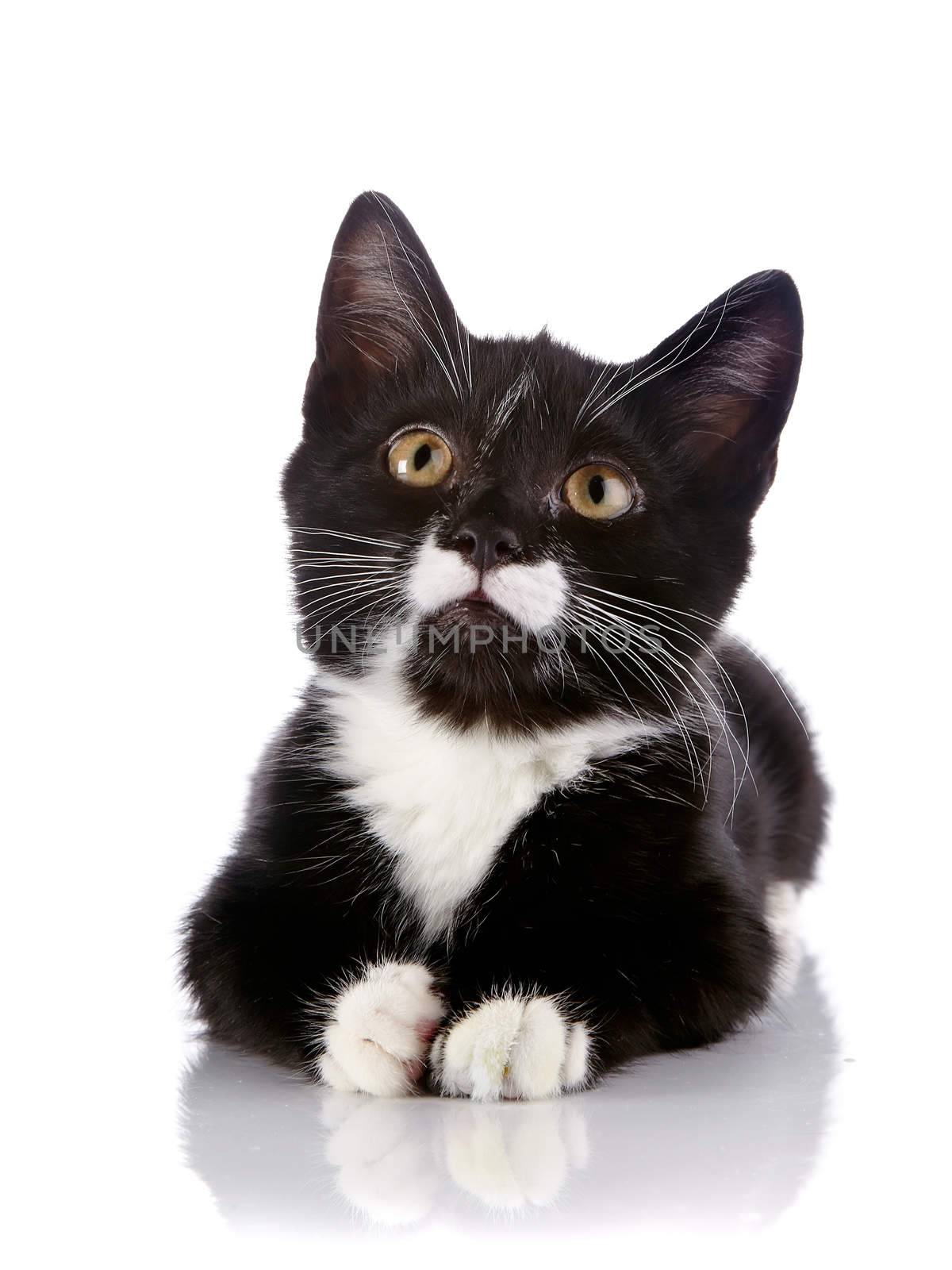 The black and white kitten lies on a white background. by Azaliya