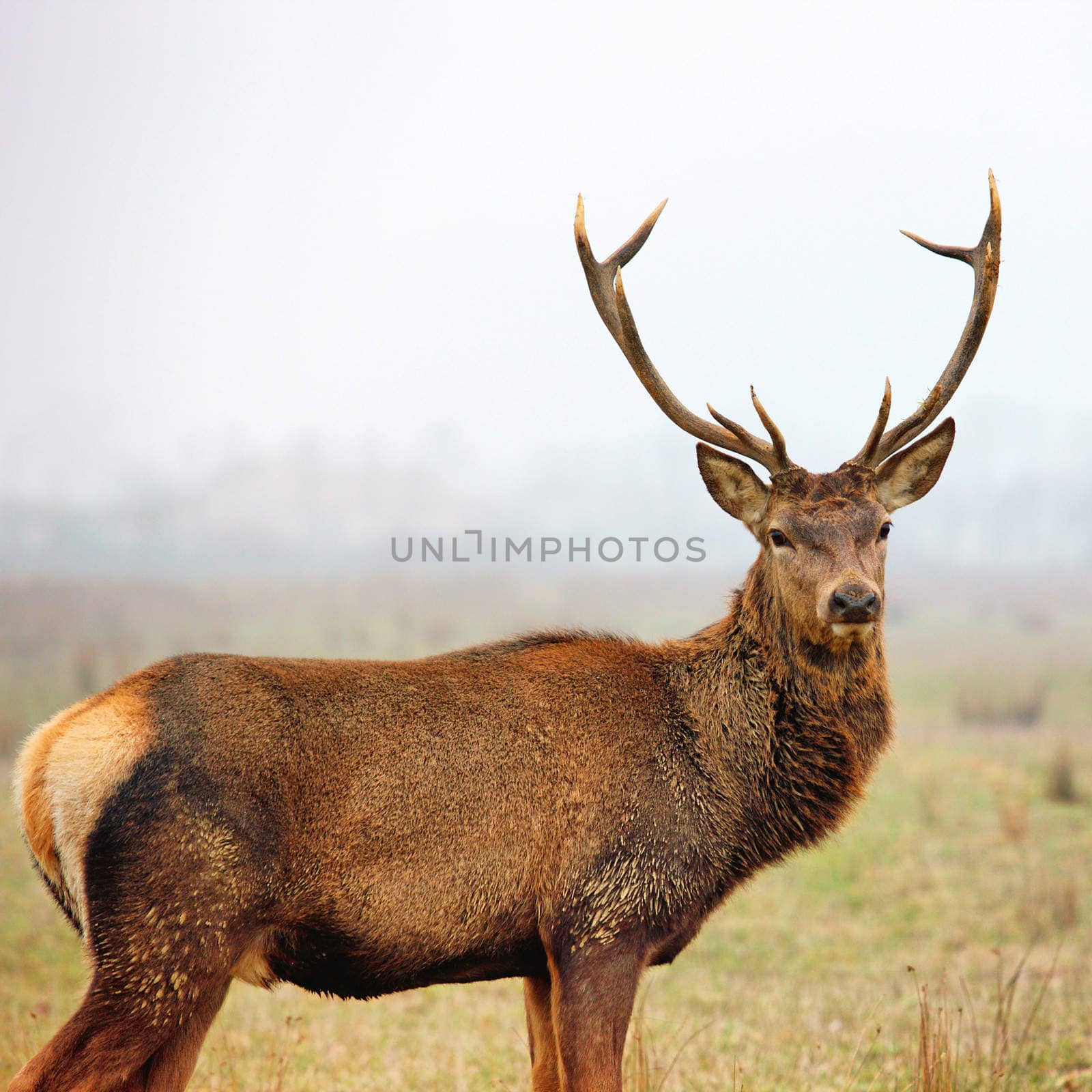 Beautiful image of red deer stag in forest landscape of foggy misty